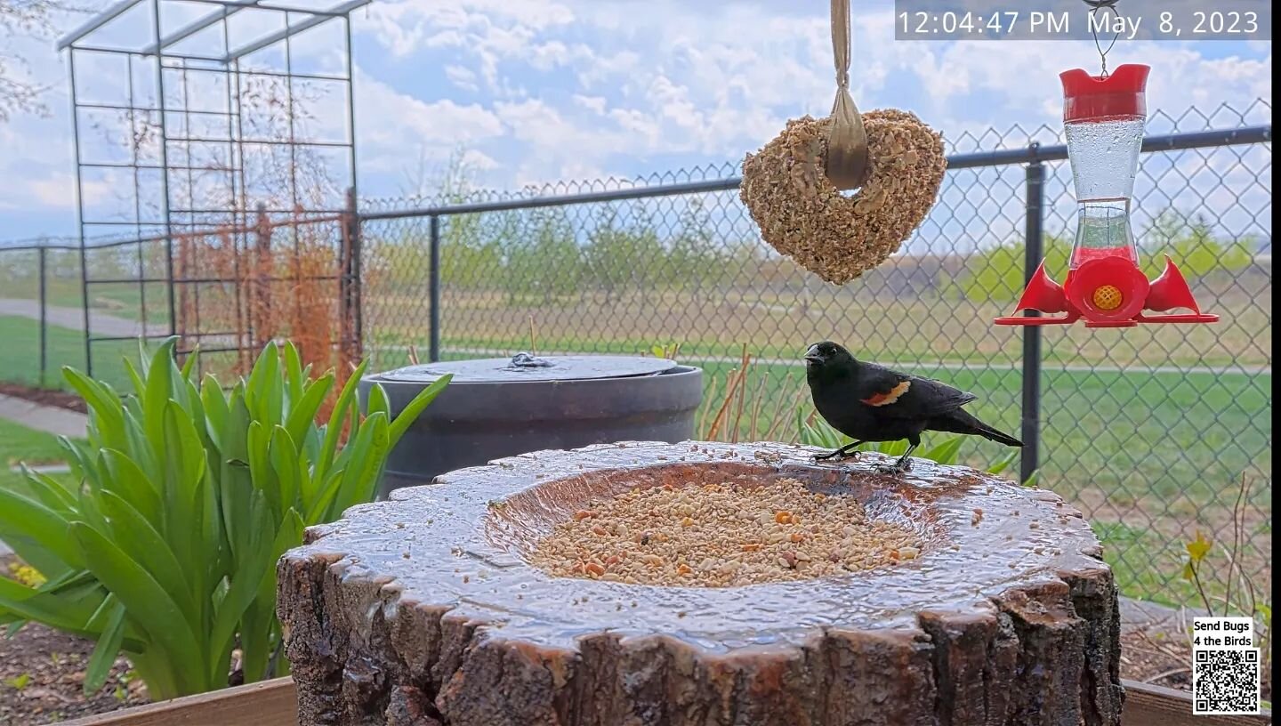 I sure am glad the stump is back for spring! It's been protected for another few years, and we have the new camera on it! I just love this view!
#stumpfeeder #birdcam #birdnerd #redwingedblackbird