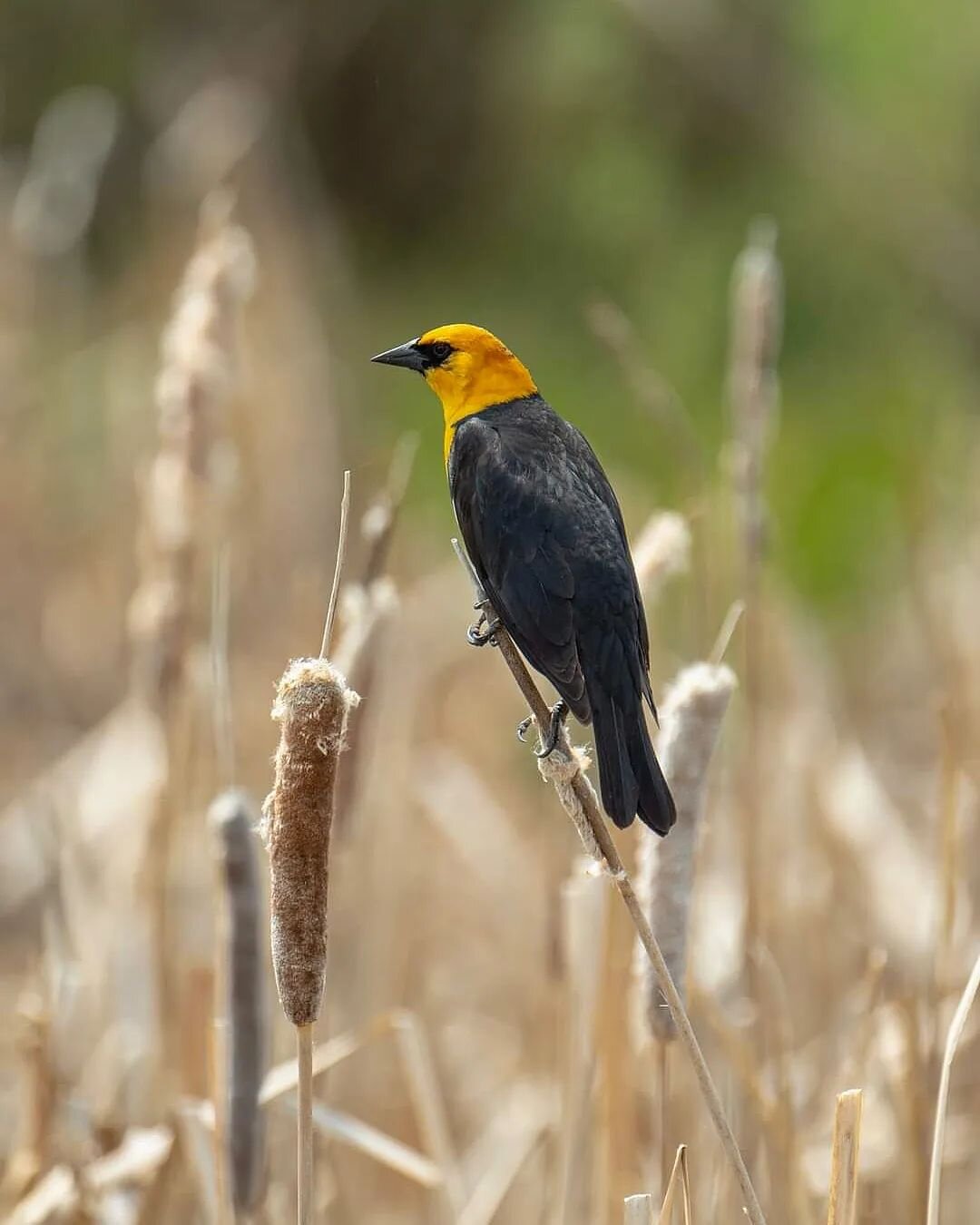 Have you seen this guy on the garden cam lately? He sure has a strong presence, the Red-Winged Blackbird leave him alone. #yellowheadedblackbird #birdingphotography