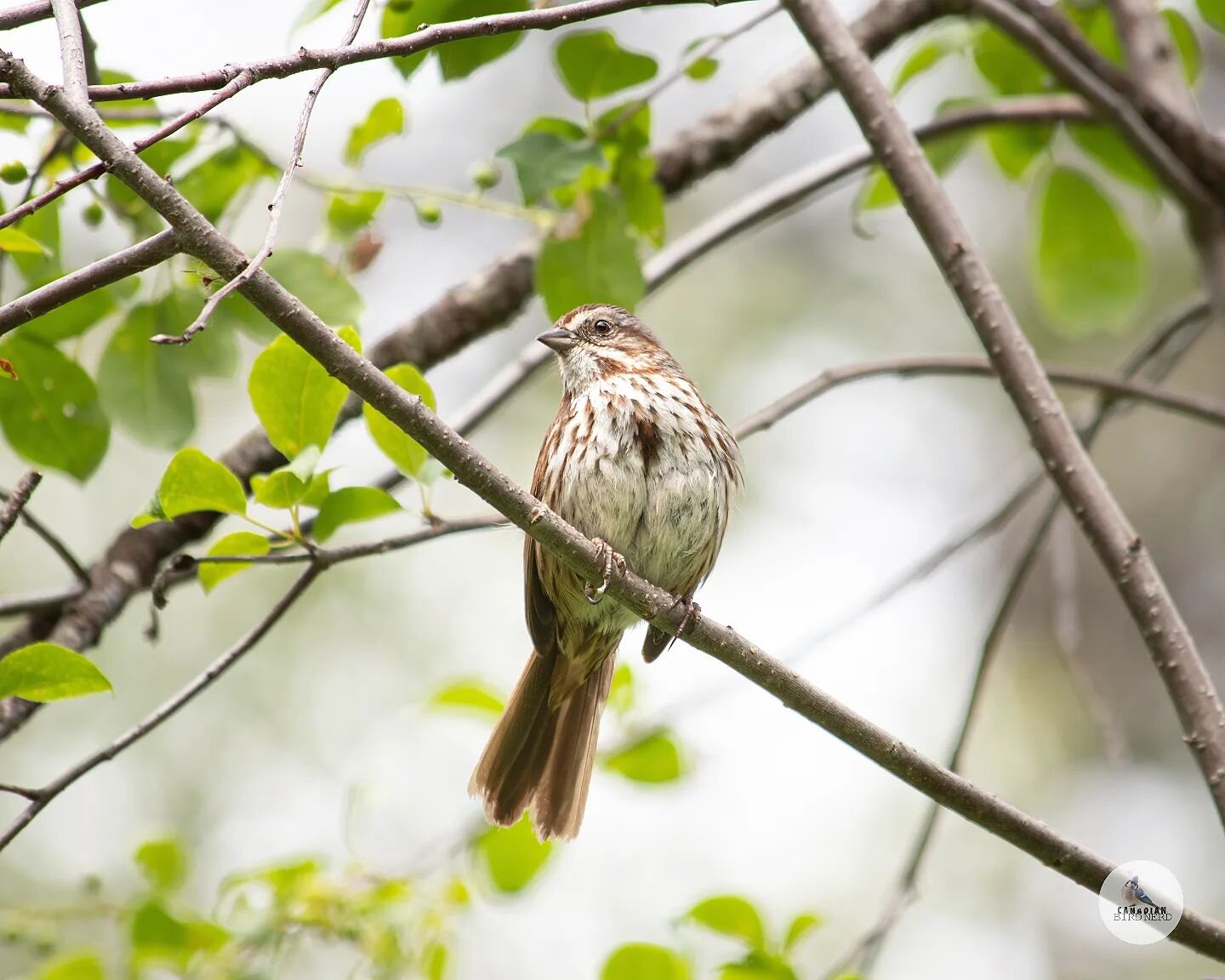 Each time we visit the summer cabin, one of the most welcoming sounds is hearing the Song Sparrows.  Doesn't the picture make you feel like you're at a cozy cottage in the summer?
#songsparrow #sparrow #birdsofbritishcolumbia #birdphotography #birdin