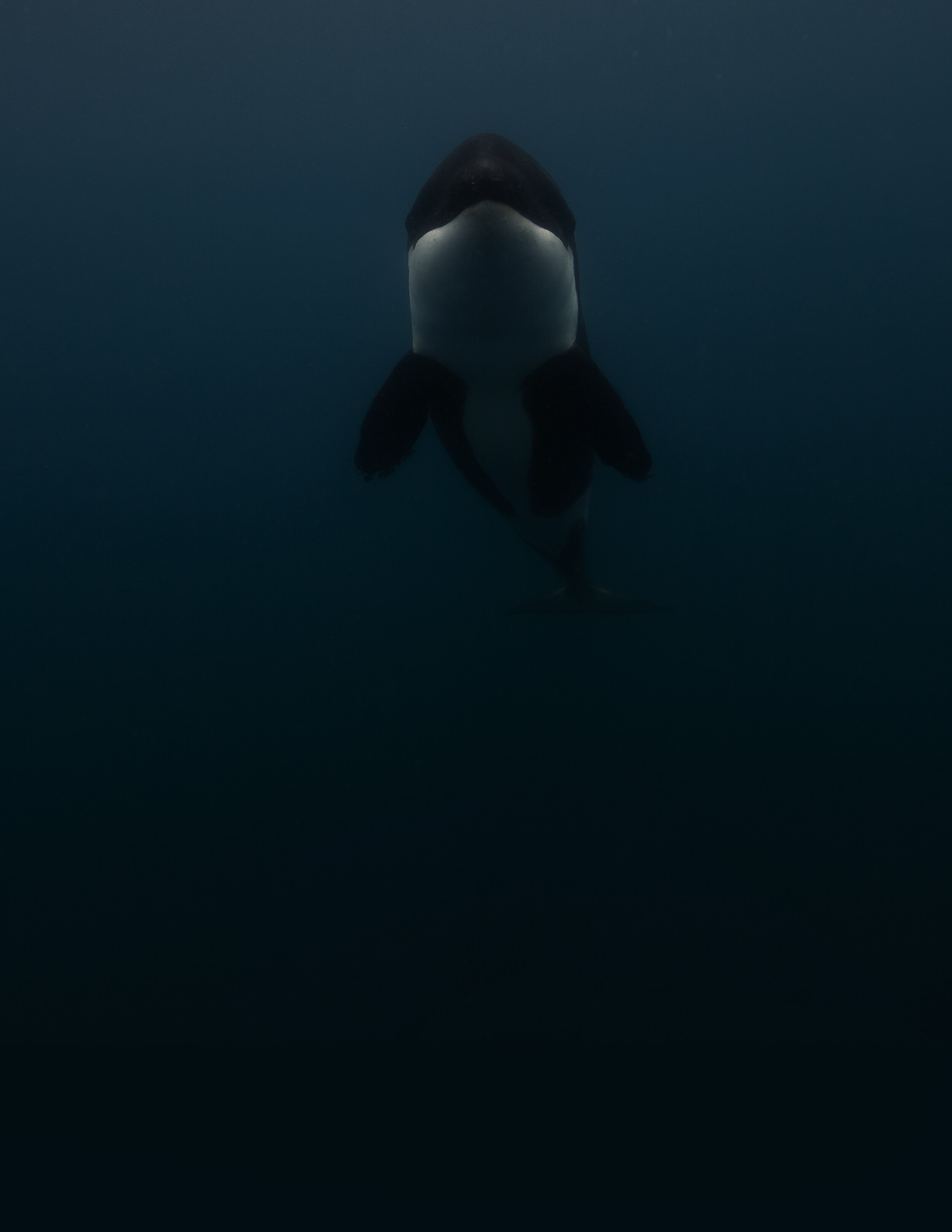 Orca Odyssey