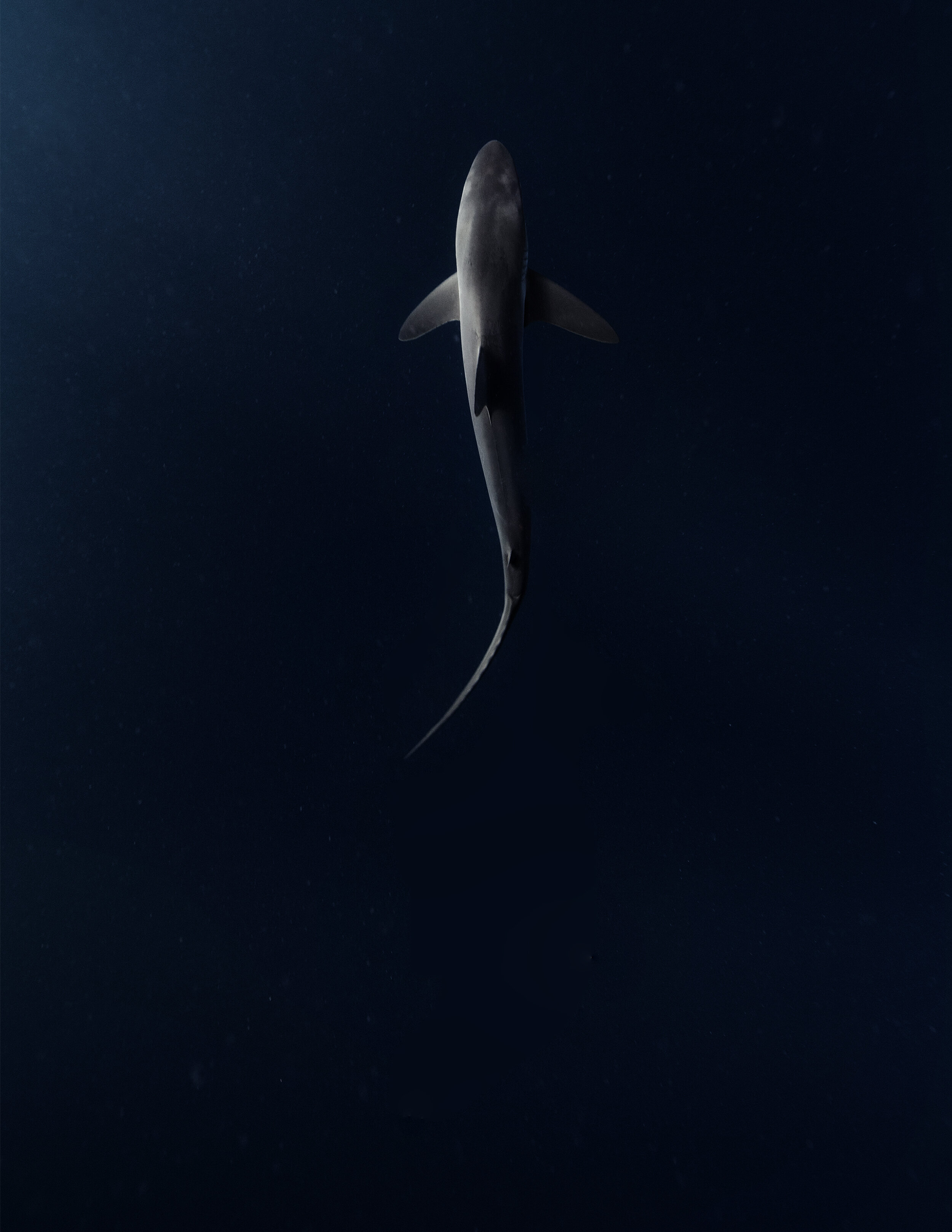 Shark Shenanigans