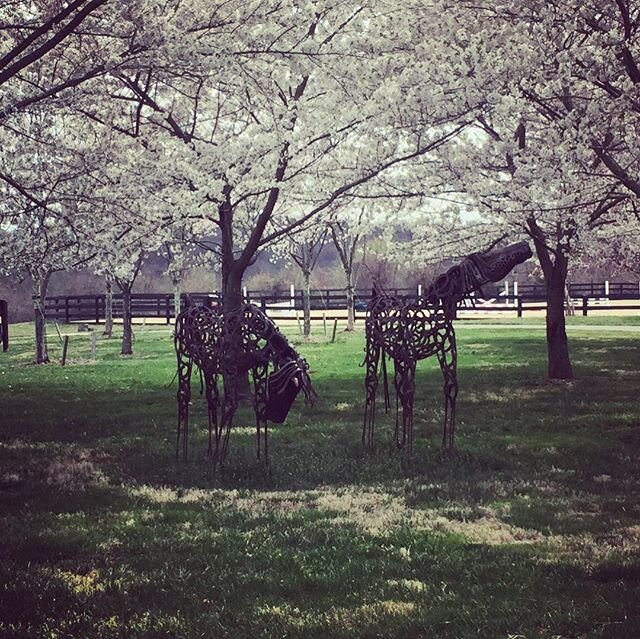 Horse Farms and Spring  cool sculptures and flowering trees everywhere.