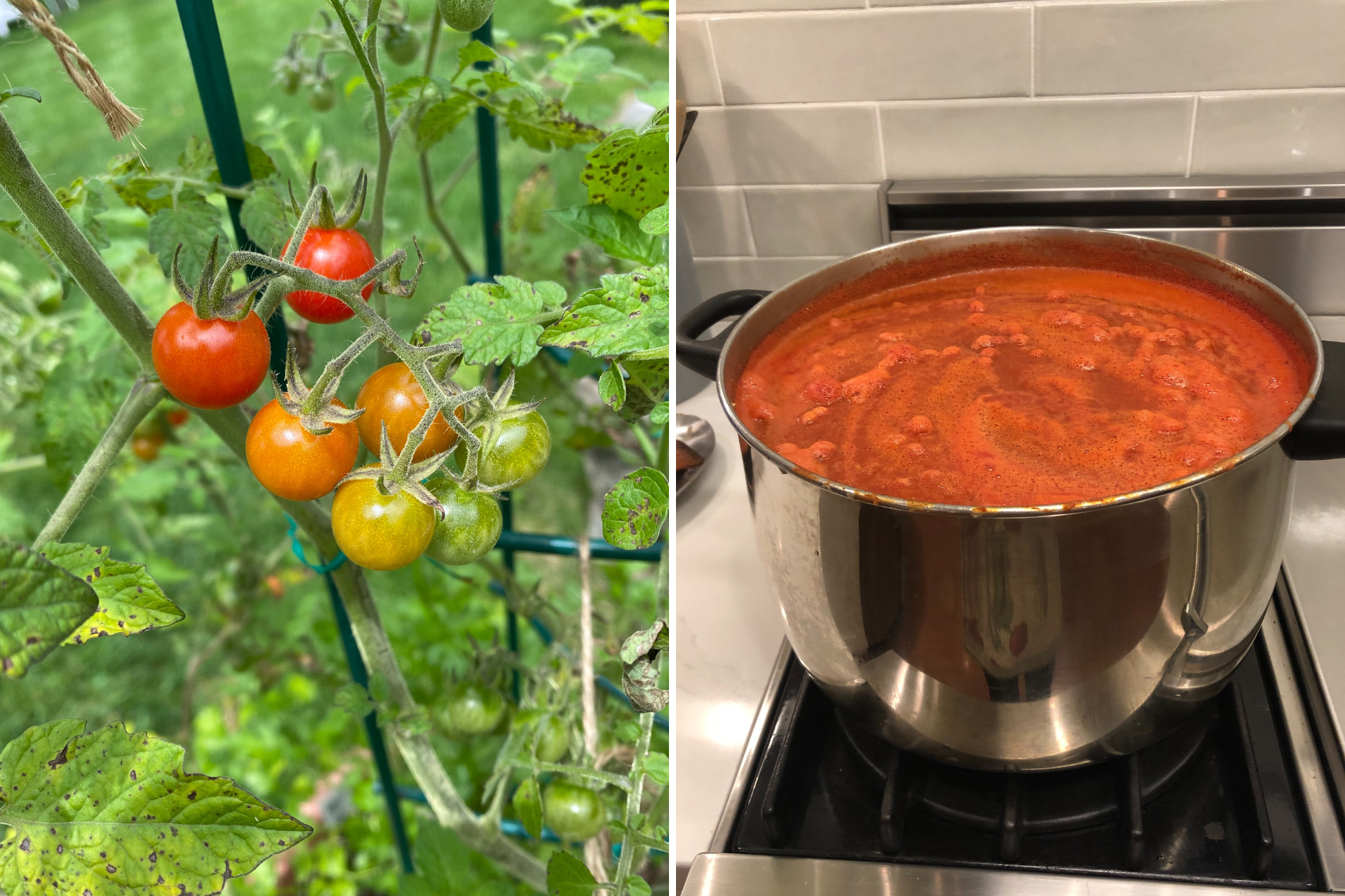 Left: Cherry tomatoes on the vine in my family’s backyard garden. Right: A large pot of marinara sauce