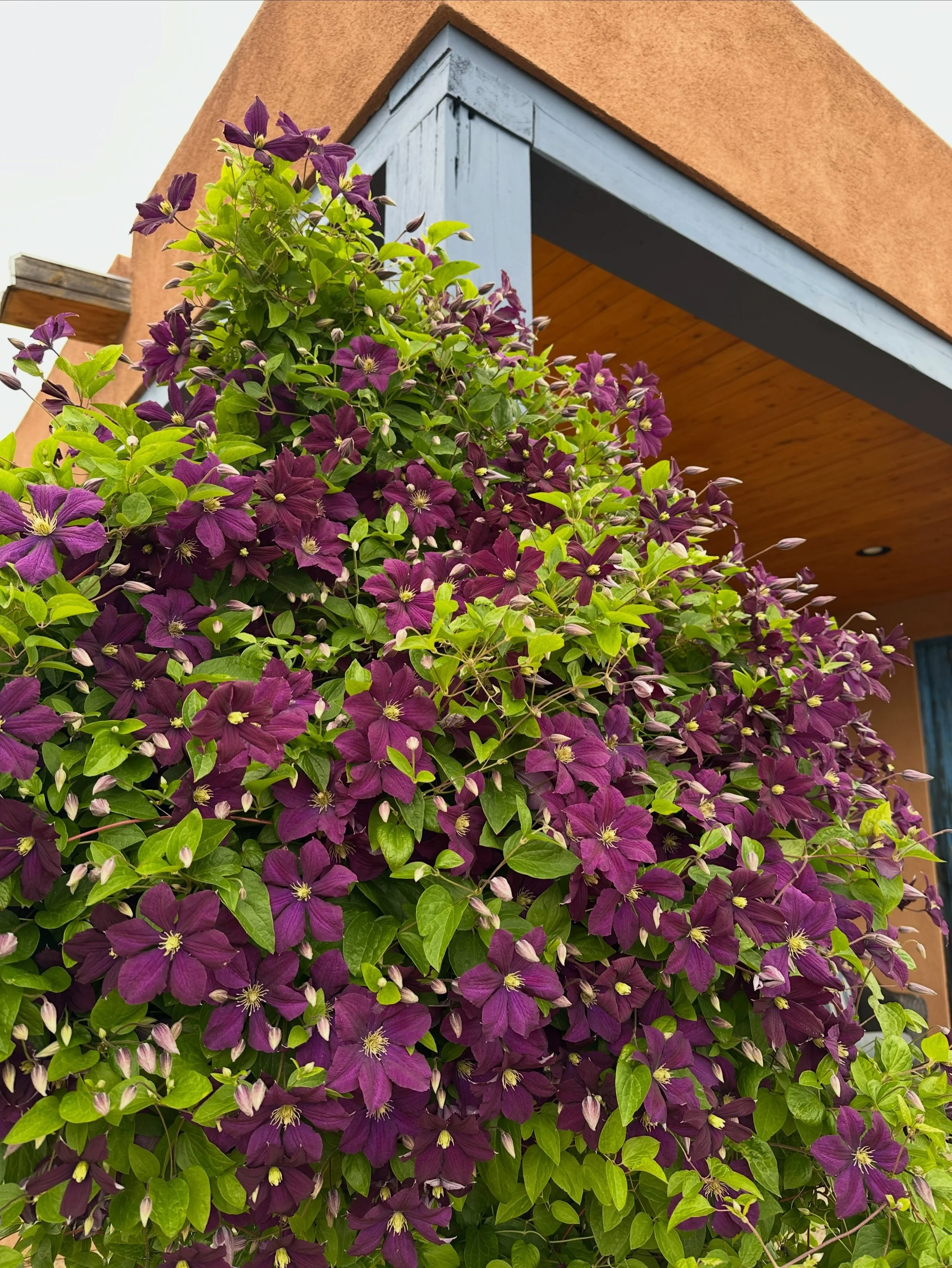 The clematis this year 💜 a full 7 foot tall 💜😊