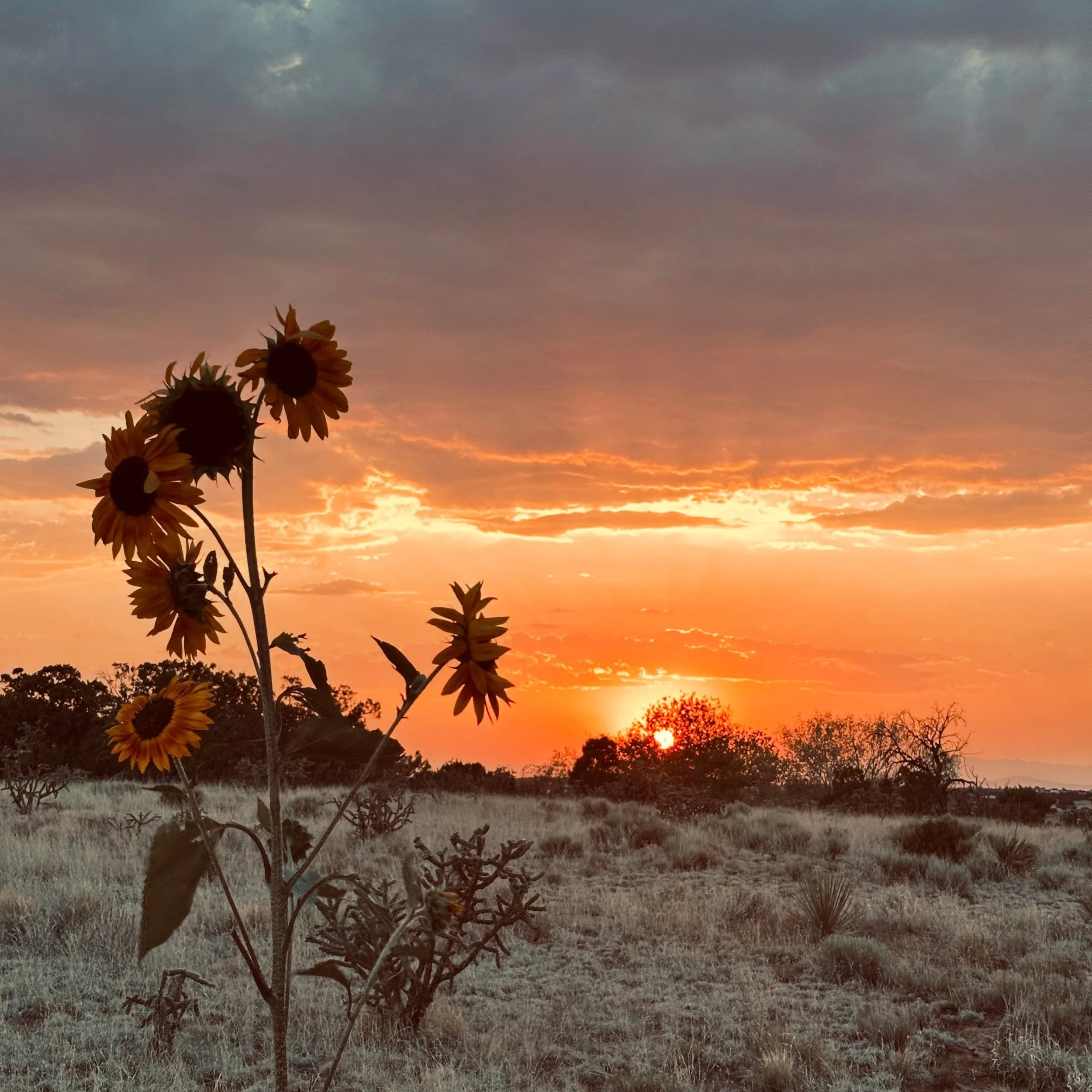 Sunflowers, sunset, and smoke 🖤
