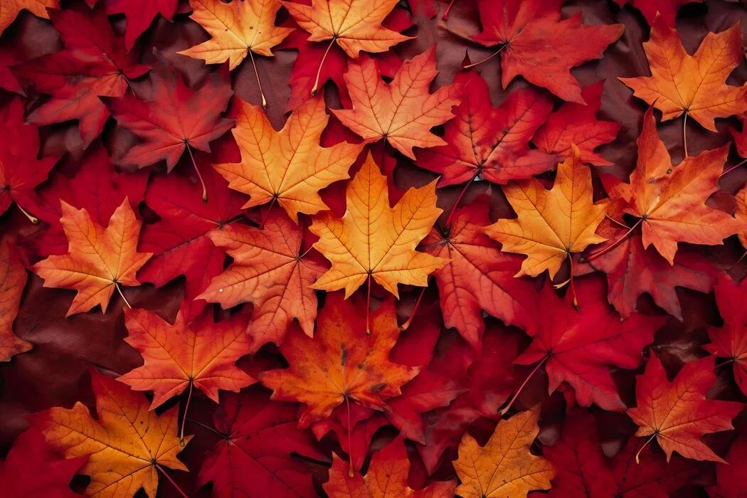 wine-red-autumn-leaves-texture-fall-nature-background-ai-generative-free-photo.jpg