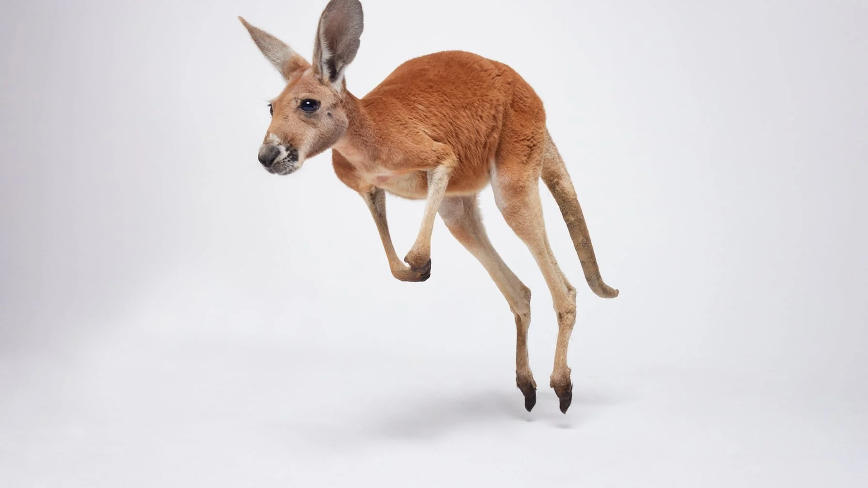 TELUS X iPhone 16 Pro