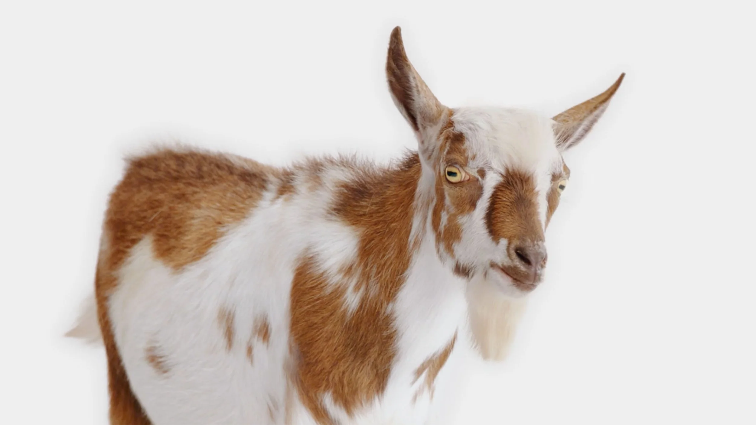 Goat2.jpg