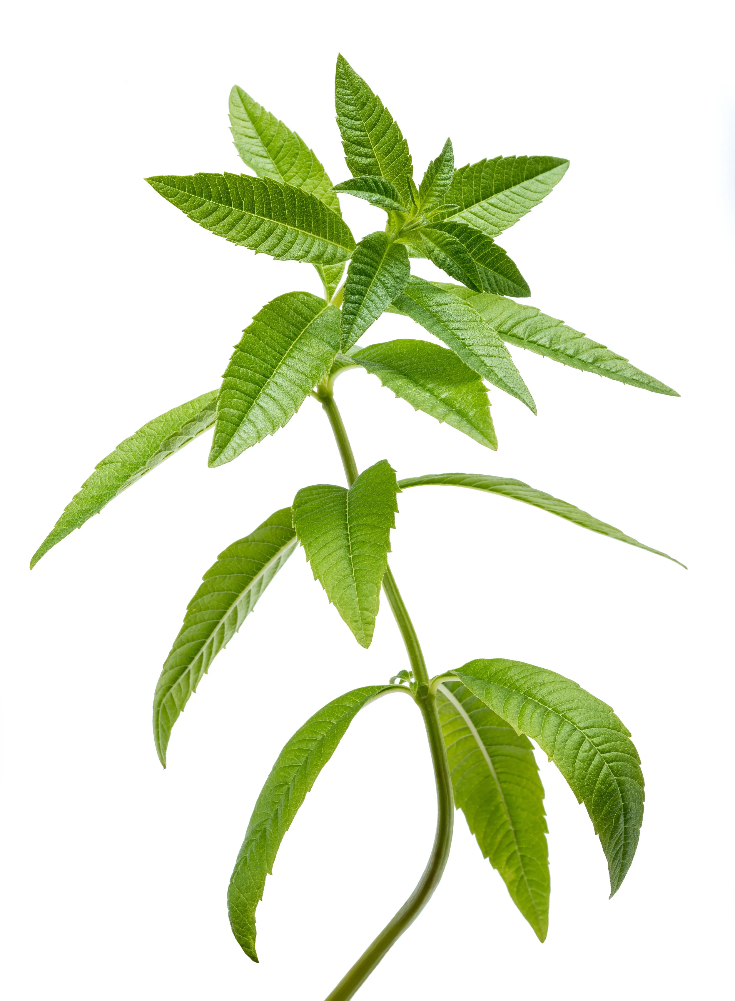 lemon verbena