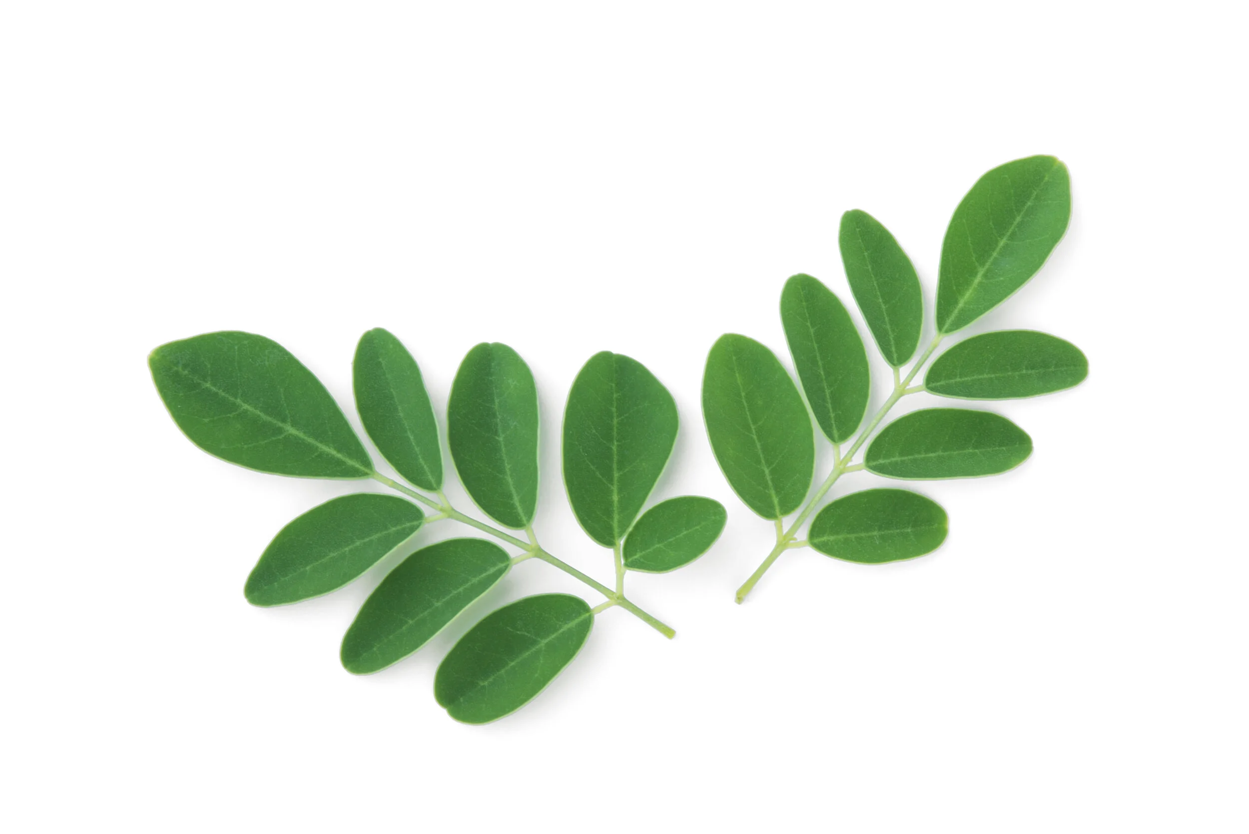 moringa (malunggay)