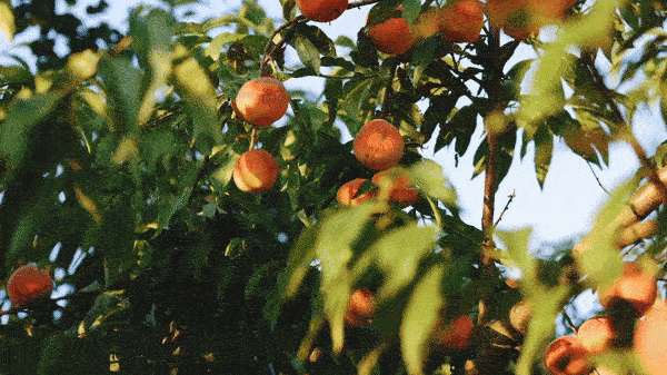 Sustainably Sourced Ingredients Droplet Sparkling Adaptogen Drinks Self Care In Every Sip