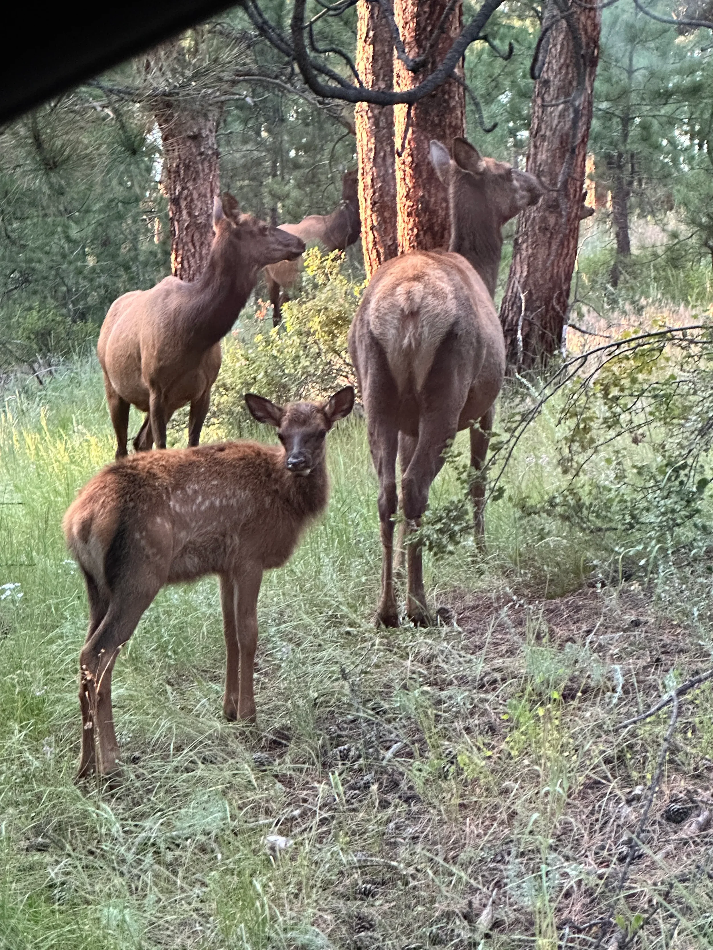 Is Evergreen Colorado, a Good Airbnb Investment? What the Numbers Say