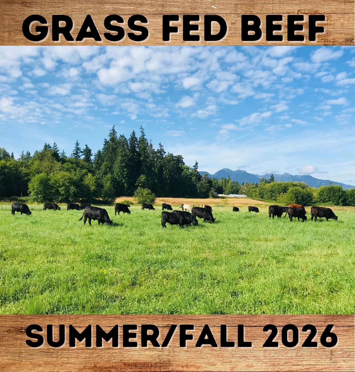 100% Grass Fed Angus Beef 2025