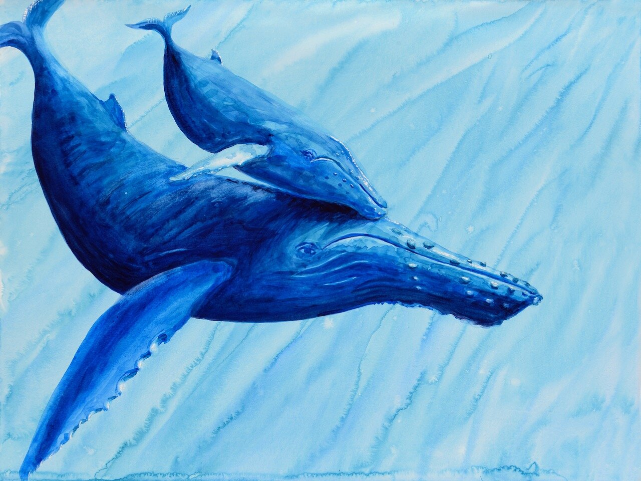 Humpback Mother and Calf, Olowalu, Maui