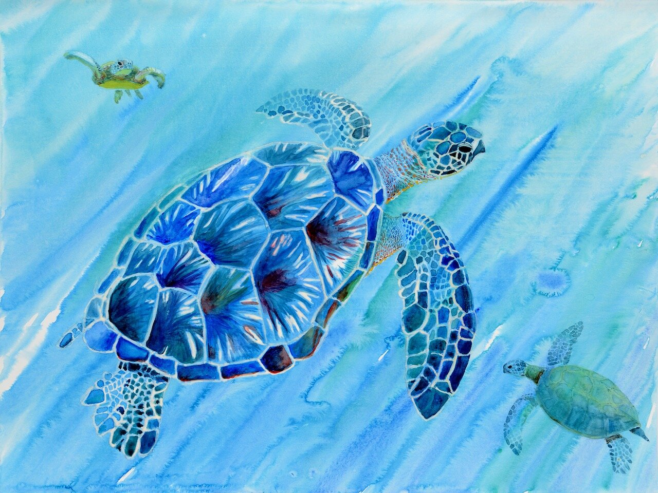 Turtle Garden, Ahihi, Maui