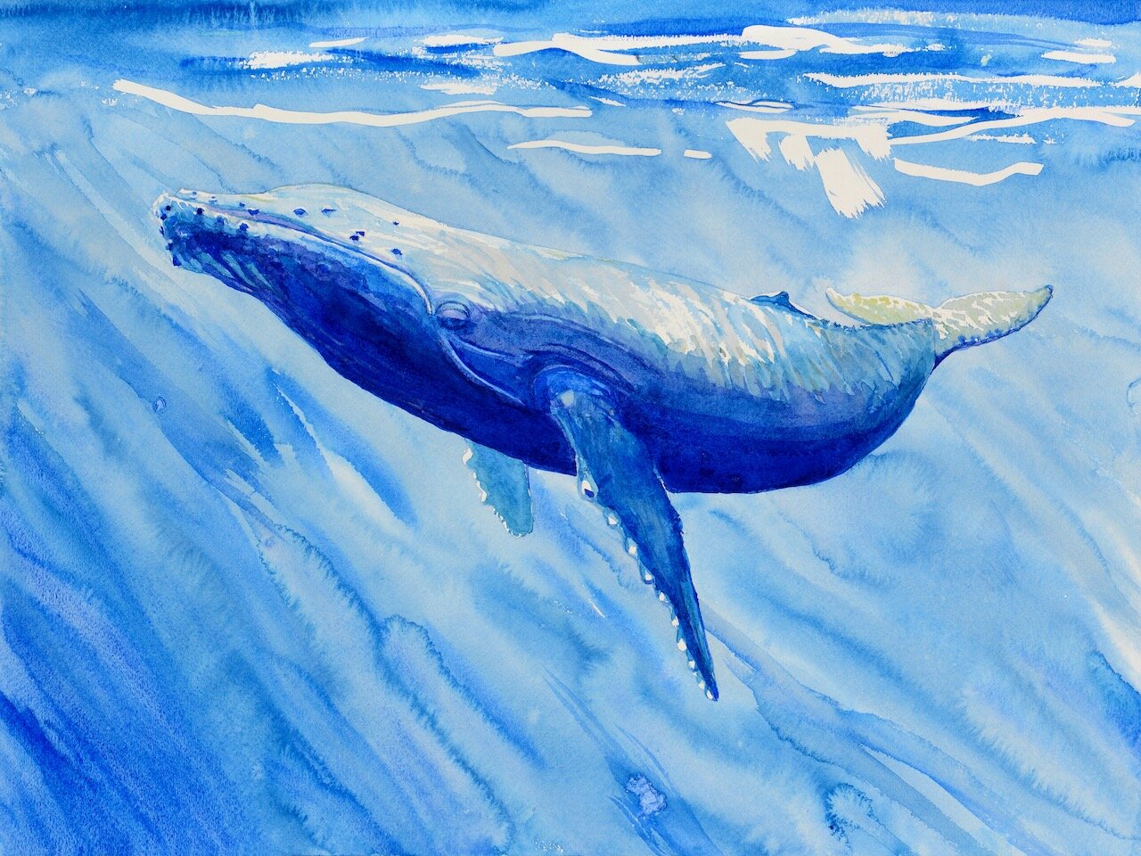 Whale Light, Olowalu, Maui