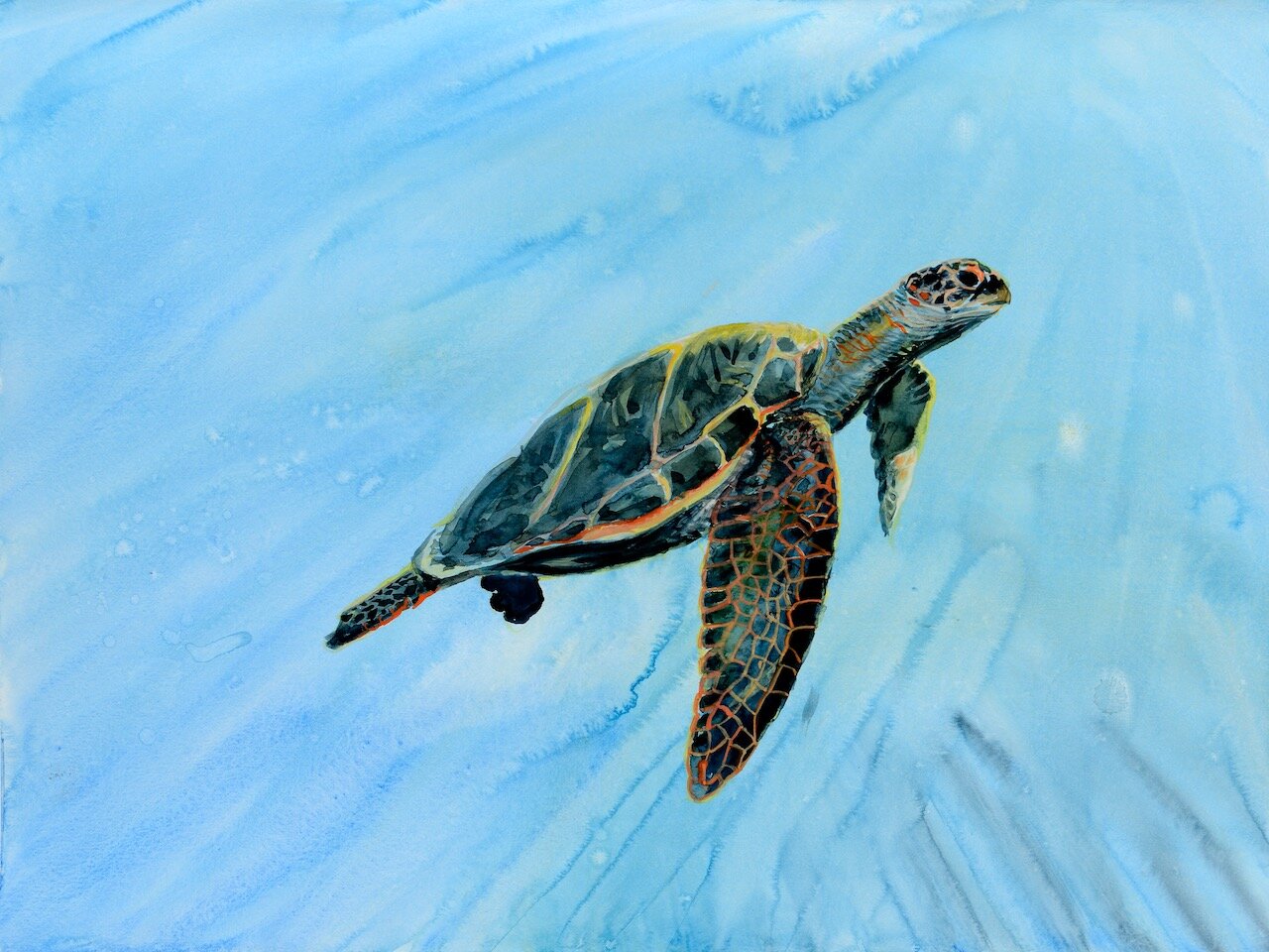 Sea Turtle #1, La Perouse Bay, Maui