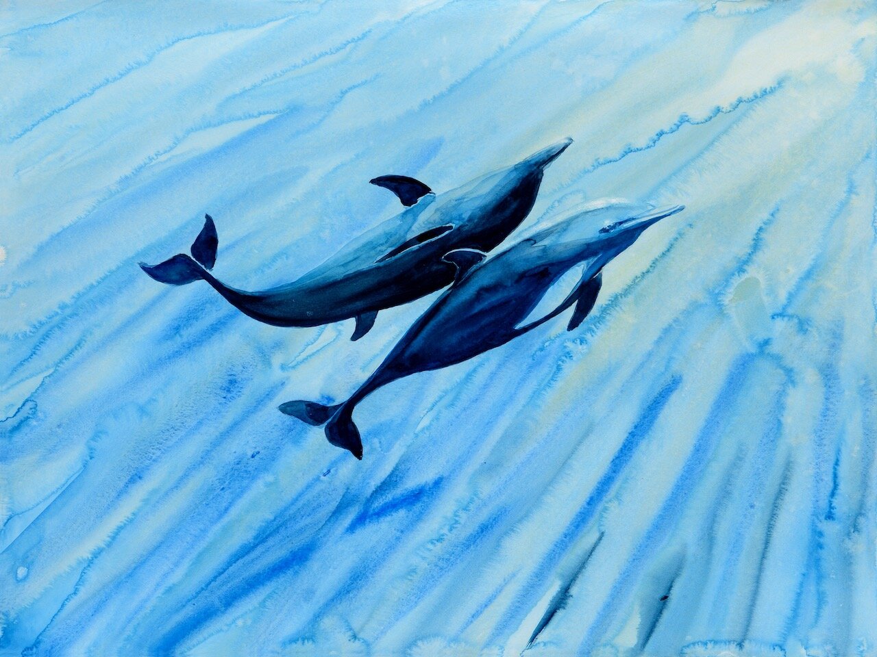 Dolphin Play, Kona Hawai'i
