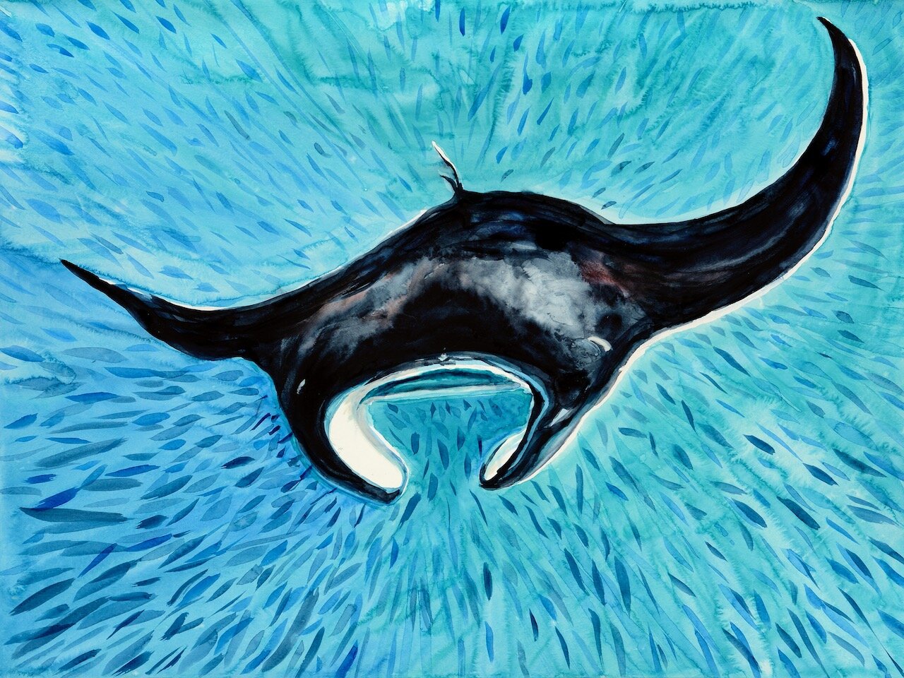 Manta Ray, La Perouse Bay, Maui