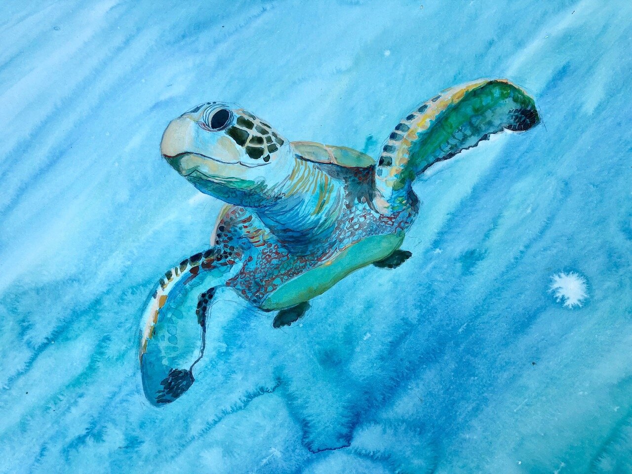 Turtle, Maui