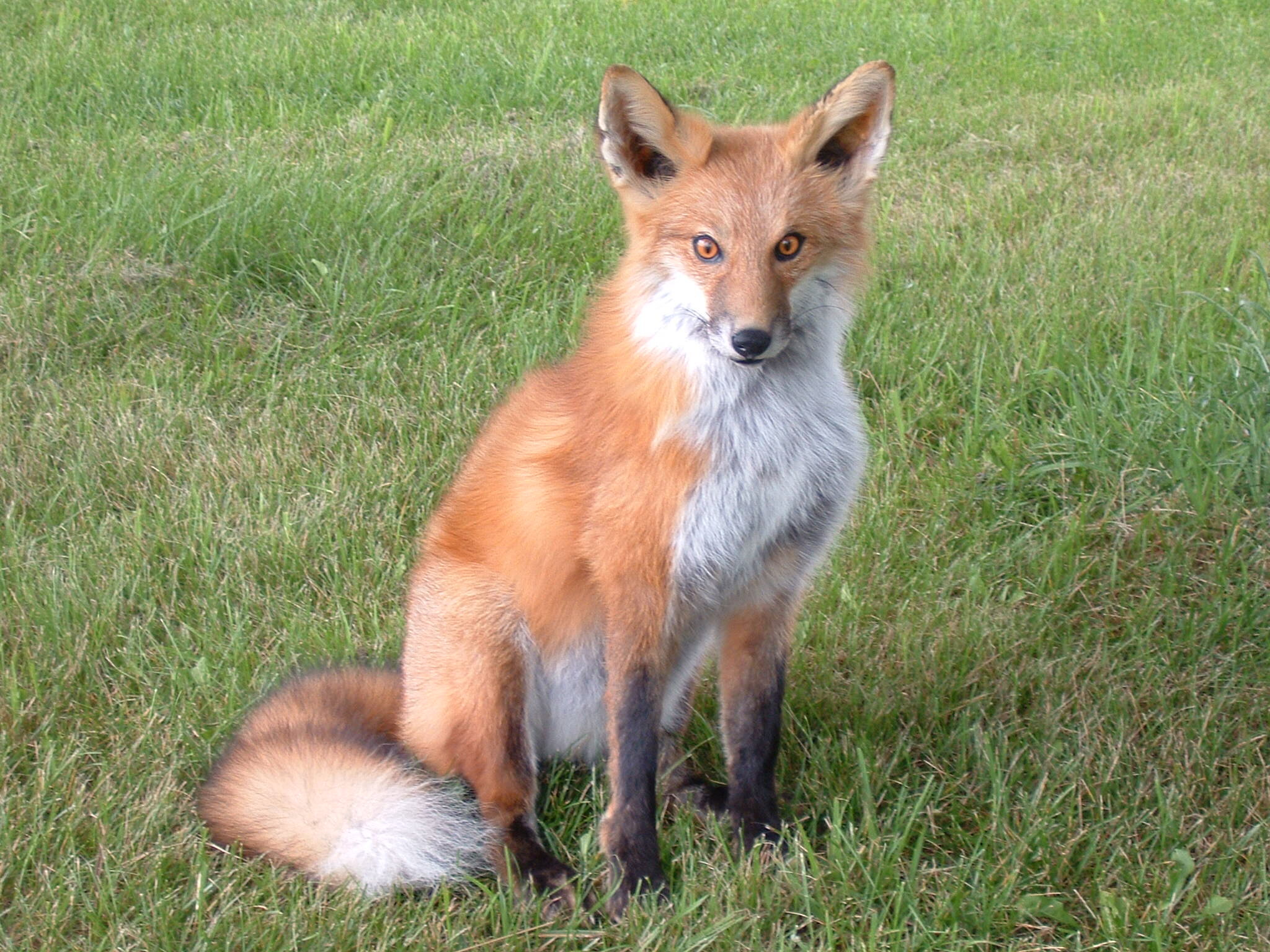 Red-Fox-Lifesize.jpg