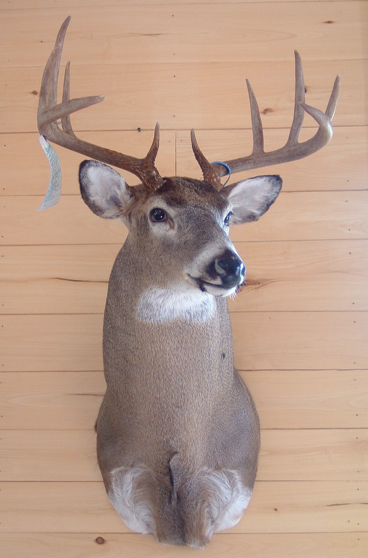 Whitetail-Shoulder-Mount.jpg