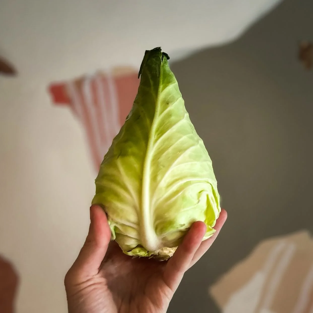Hispi cabbage from @vivelevegfarm new in our kitchen this week!

#dinneratbarbs #bybarbara #barbararestaurant #chinatown #chinatownvancouver #chinatownyvr #supportlocalbusiness #supportlocal #supportlocalrestaurants #vancouverrestaurants #vancouverbu