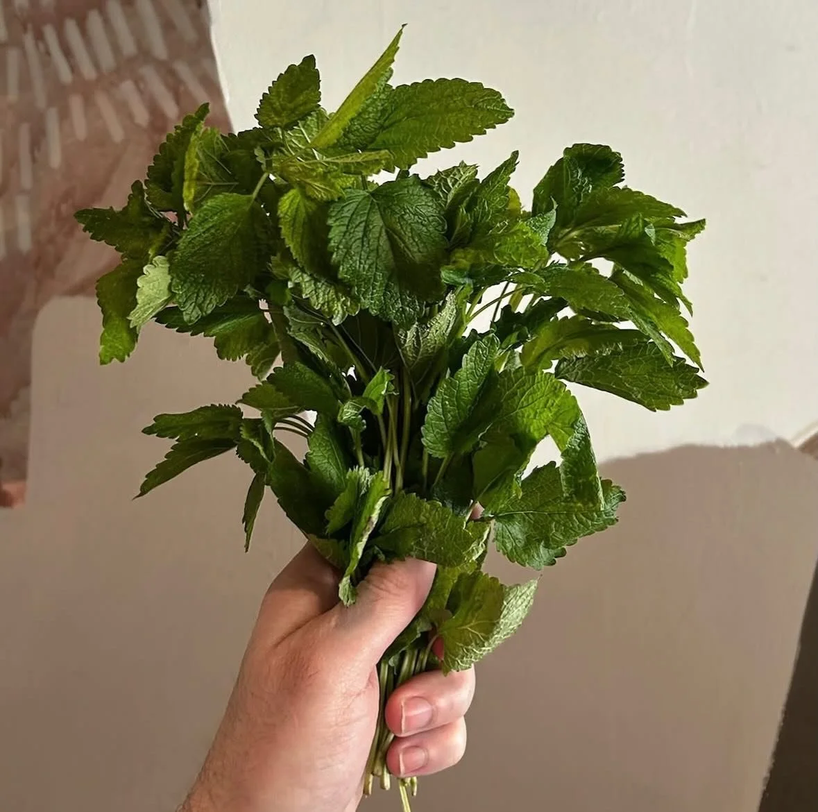 Some beautiful lemon balm back in house - this time as a complement to our newest third course radish tart.

#barbararestaurant #vancouverrestaurant #bcwines #chinatownvancouver #barbaravancouver