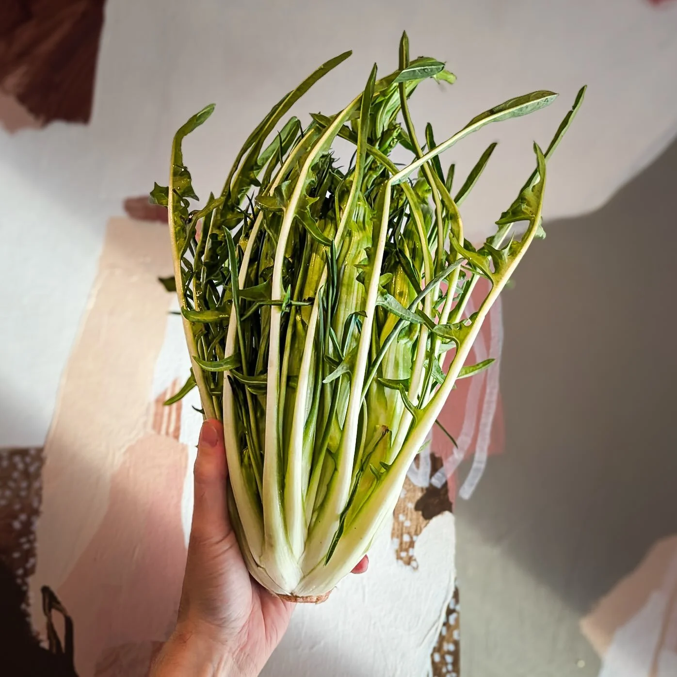 Some beautiful puntarella in house from our friends at @vivelevegfarm, used in our dry-aged striploin dish for a beautiful crisp and pleasantly bitter complement