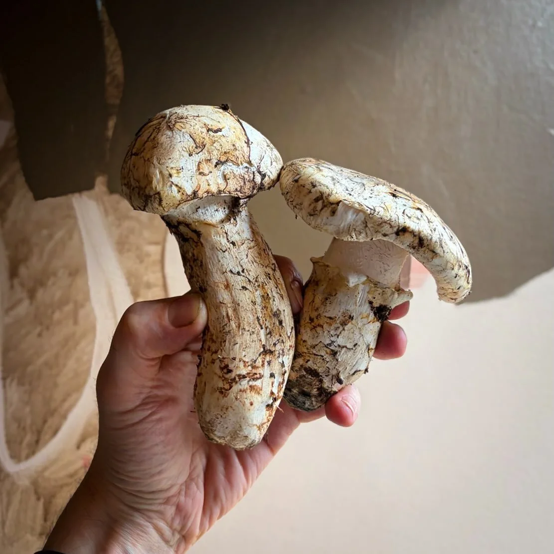 Fresh pine mushrooms are now in house at Barbara, pairing perfectly with our newest clam dish.