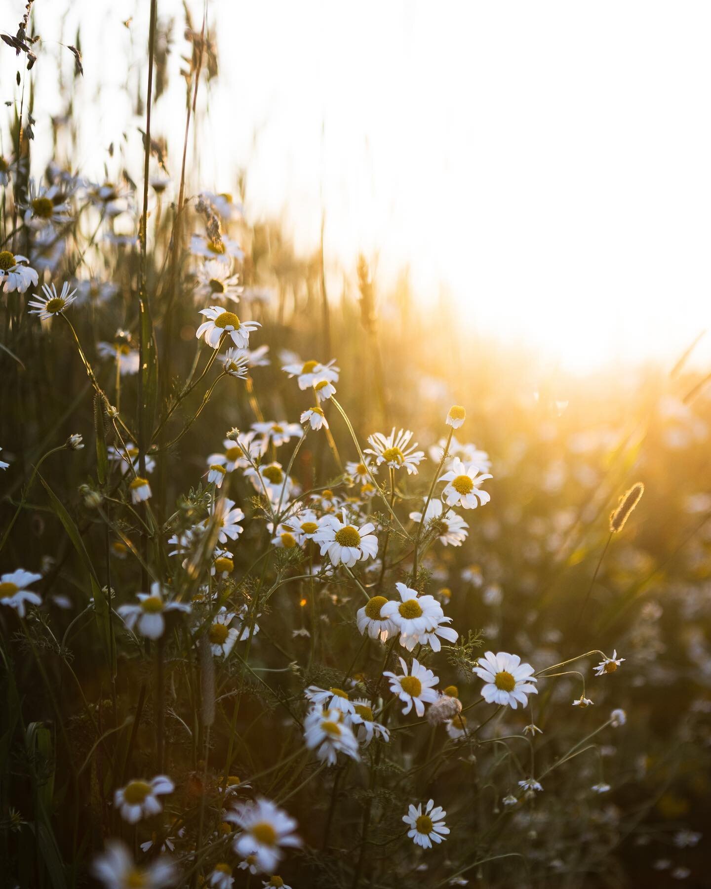 Hoping for more flowers and sunshine in 2023. Happy new year!