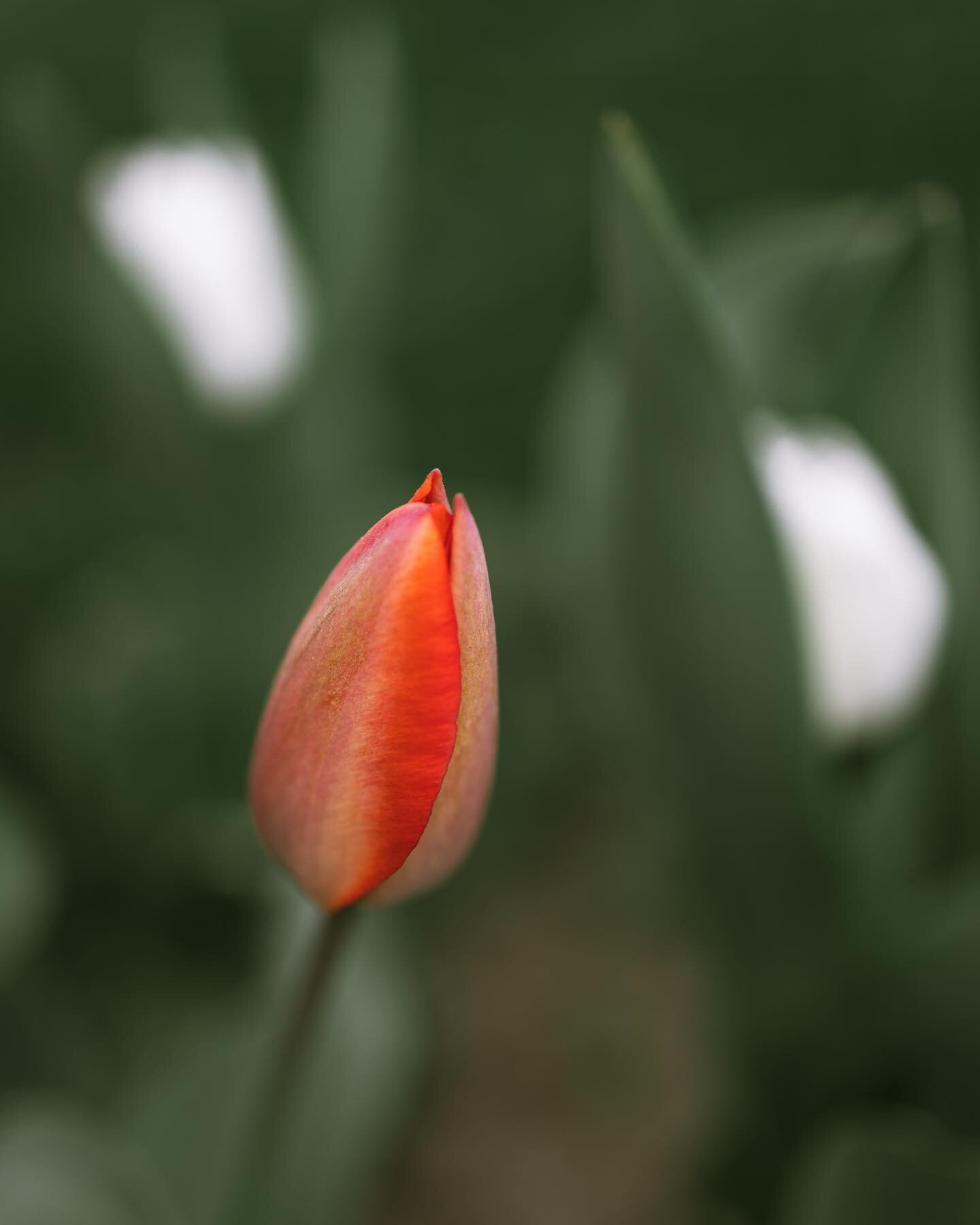Spring in Tajikistan 🌷