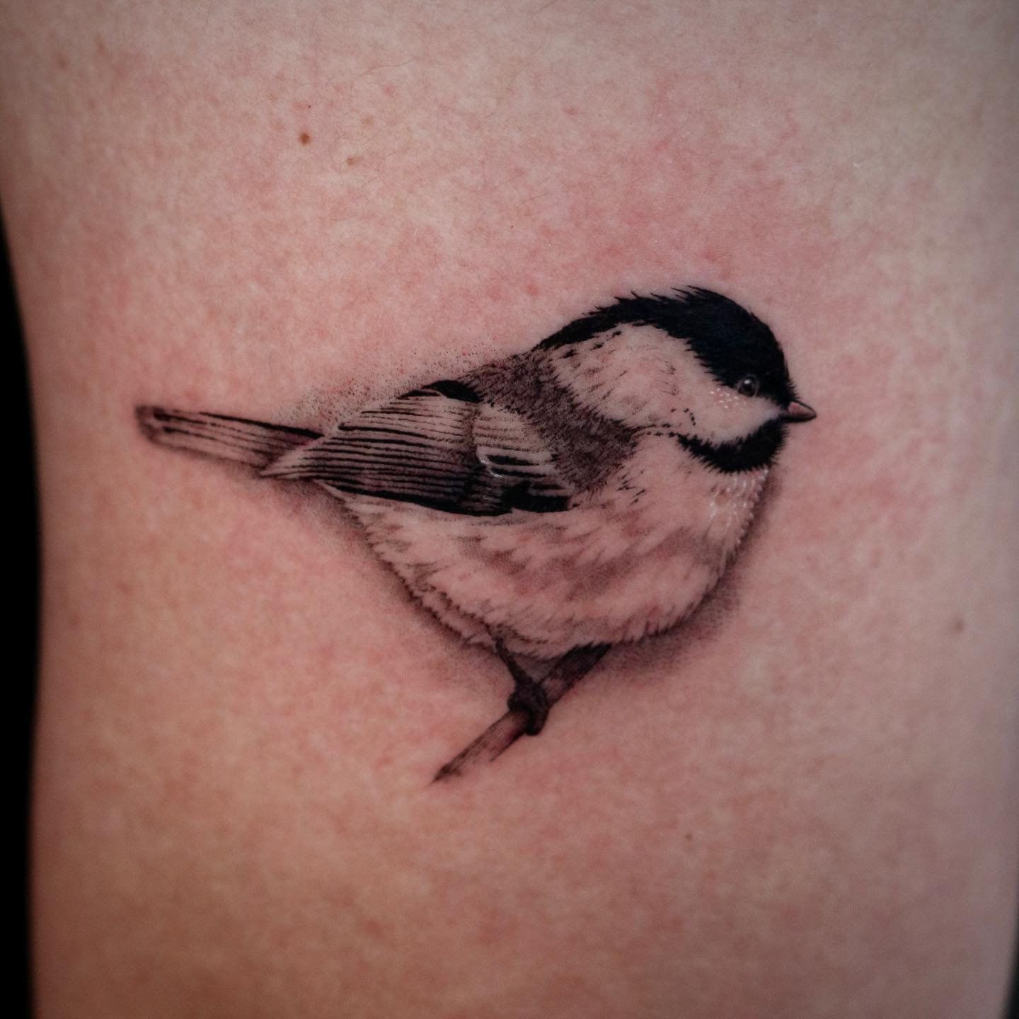 Lil chickadee 🐥 🖤