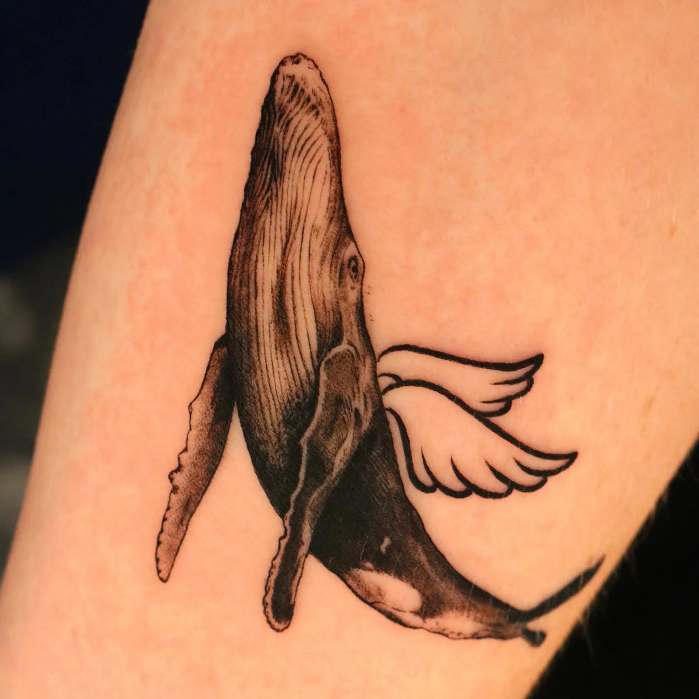 Big water bird
&bull;
&bull;
&bull;
&bull;
&bull;
#singleneedle #delicate #dainty  #tattoo #ink #artist #sanfrancisco #bayarea #fineline #whale #abstract #realism