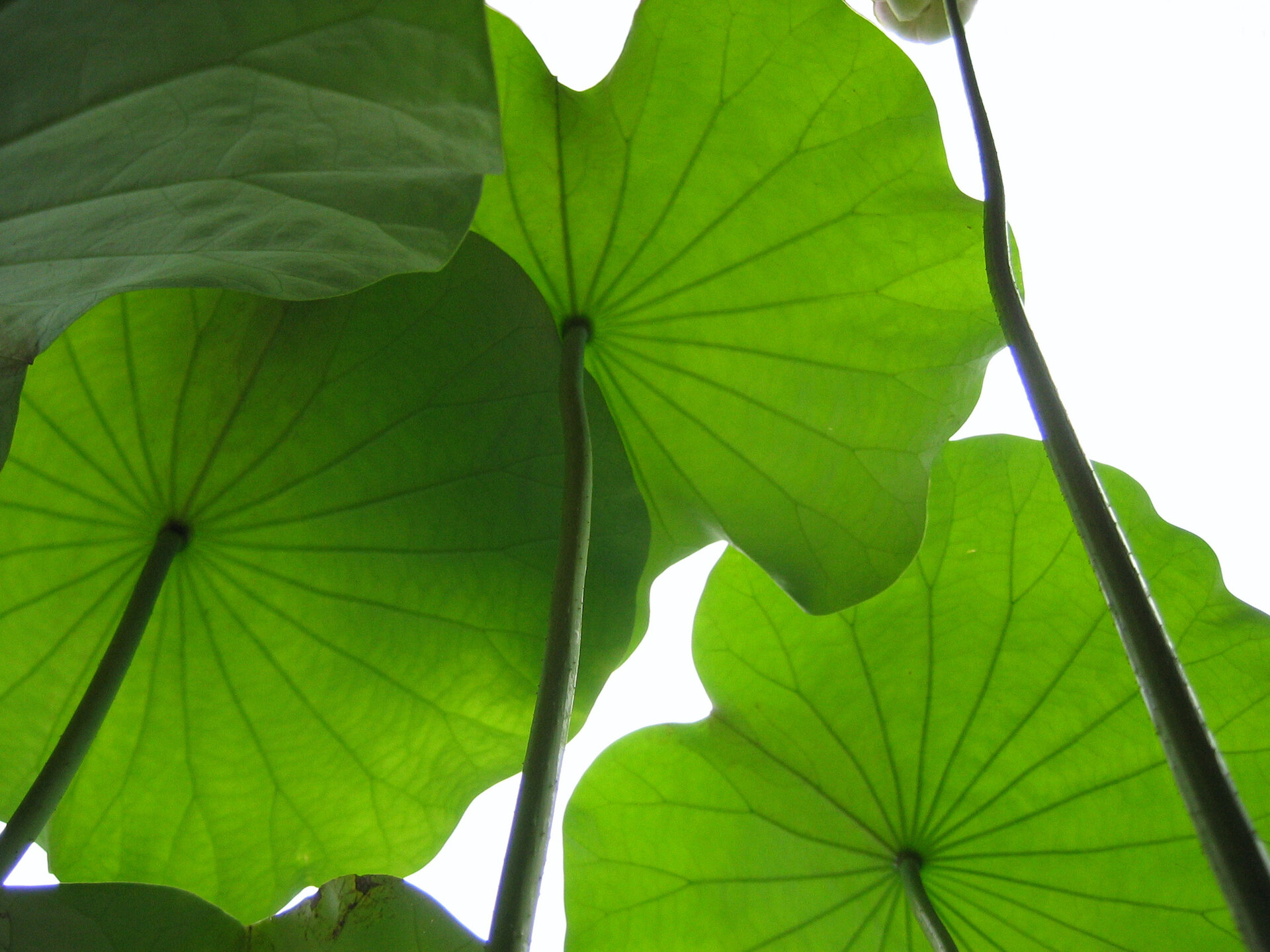 leaves, large, from below small.jpeg