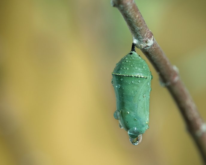 In the Cocoon