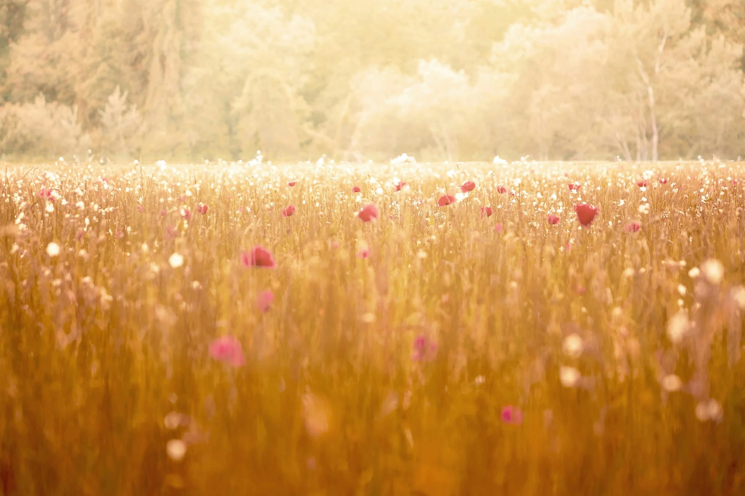 Merge Ancient Knowledge.jpg