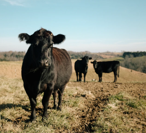 Grundfos Solar Well Pump