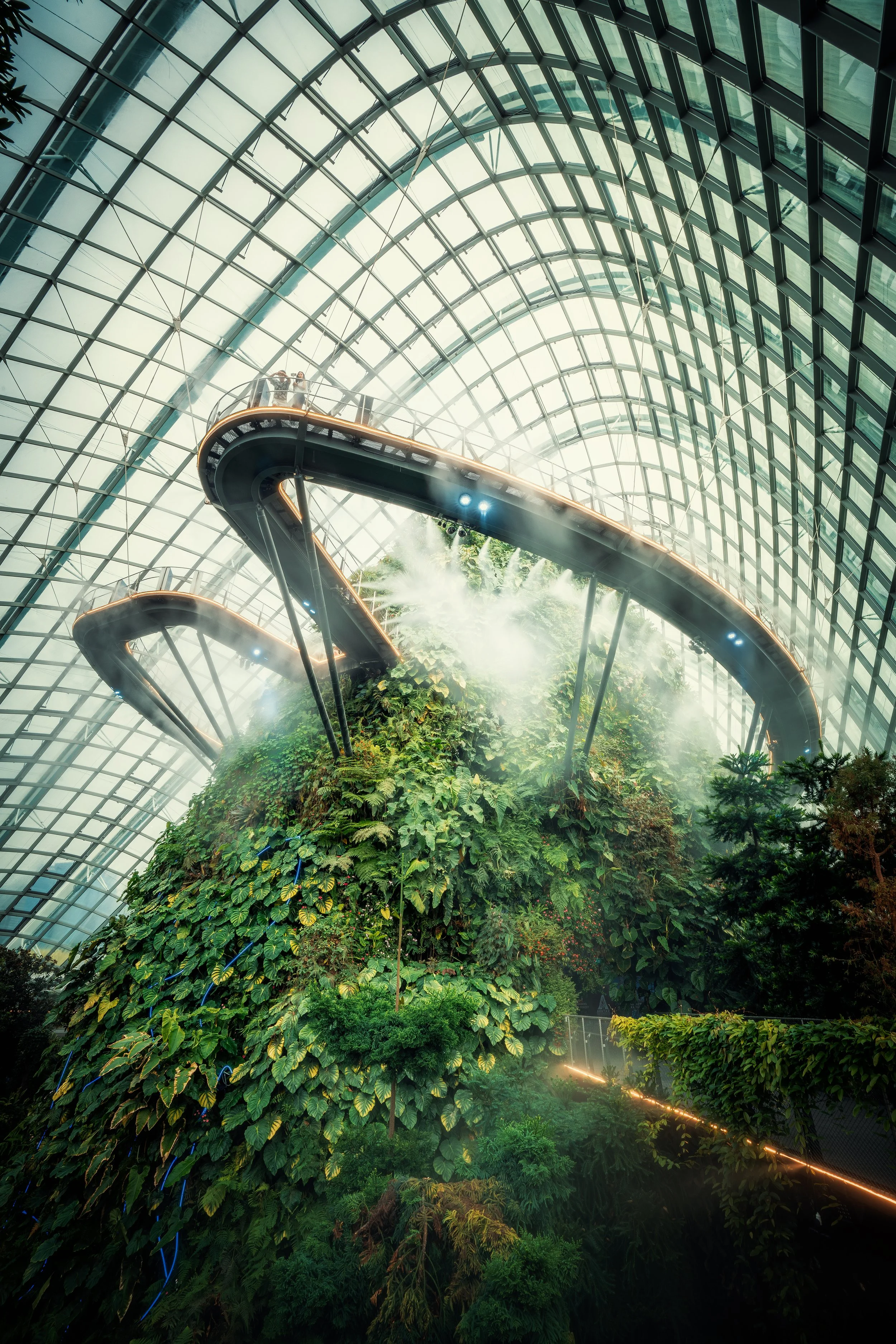 Cloud Forest Mist Glow.jpg