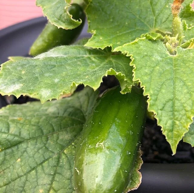 My garden is growing. Thanks to @kaylenechapman1974, @michaelalferrari, Michelle and @thehomegrowncountrylife. Exciting!