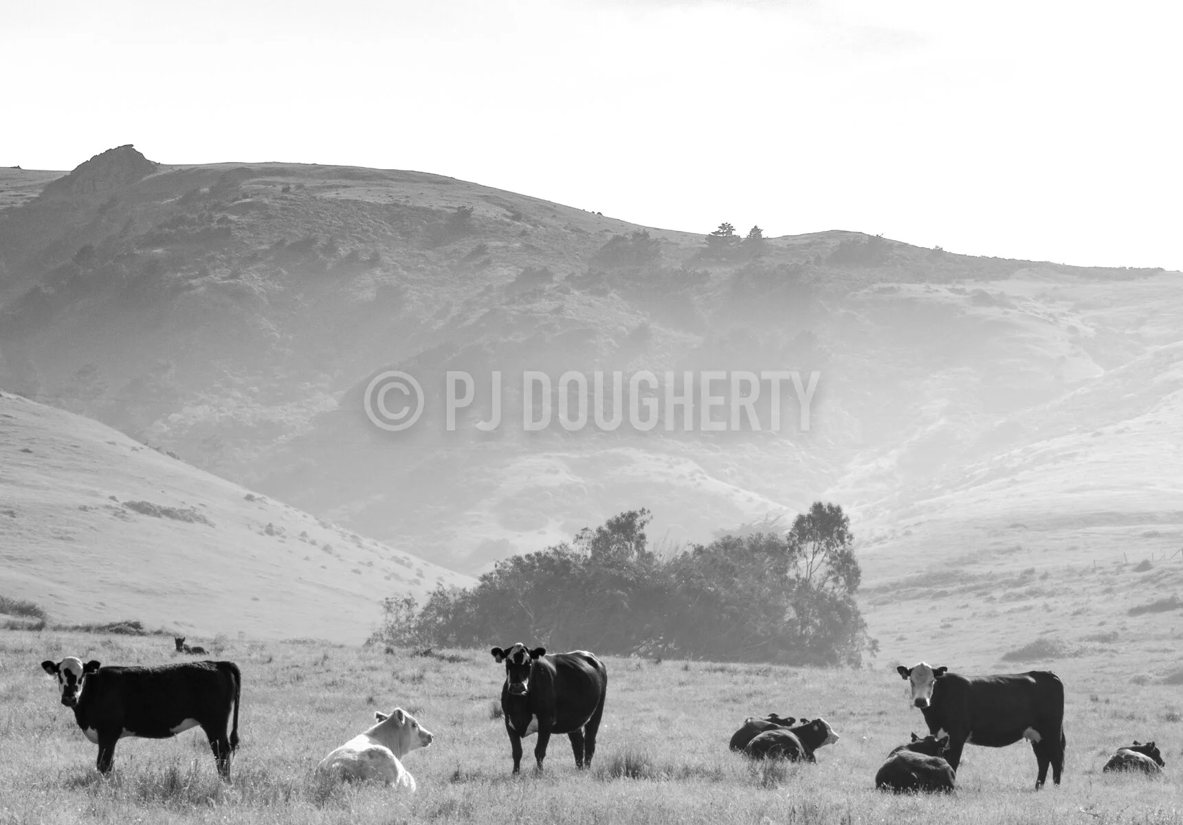 Curious Cows
