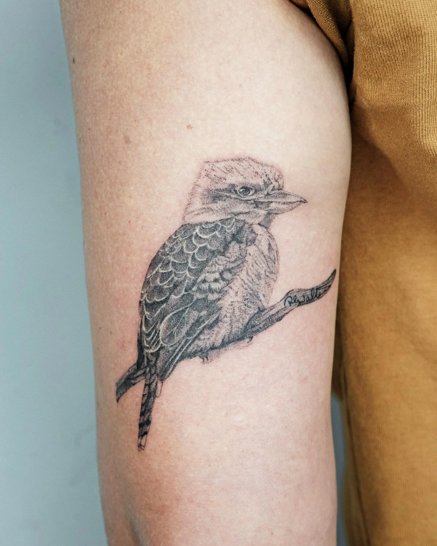 🌿 Kookaburra for her grandpa

Made at @spicyinkofficial 

#stenatatts