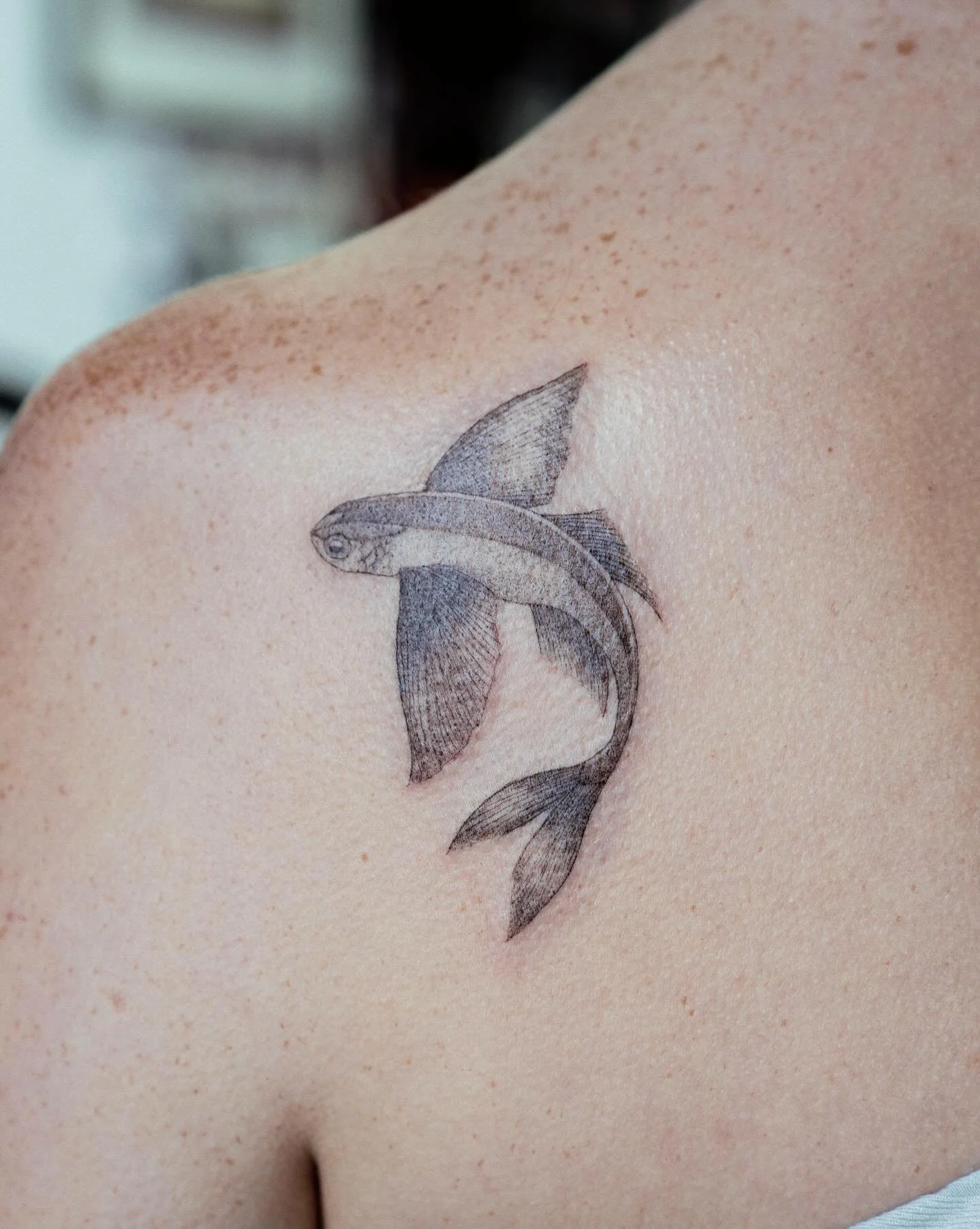 Another flying fishy 🪽 

#stenatatts