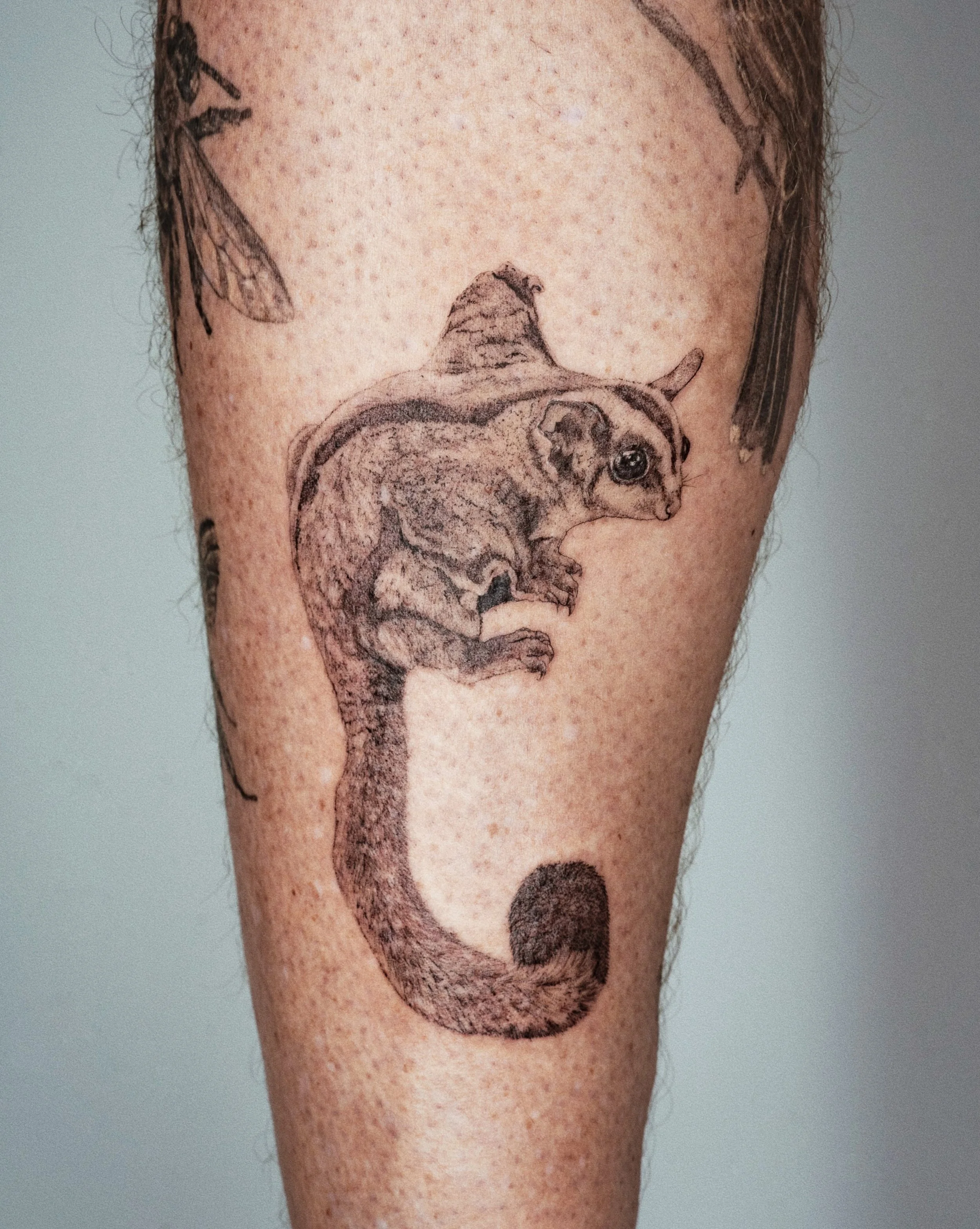 Fuzzy little sugar glider 

#stenatatts