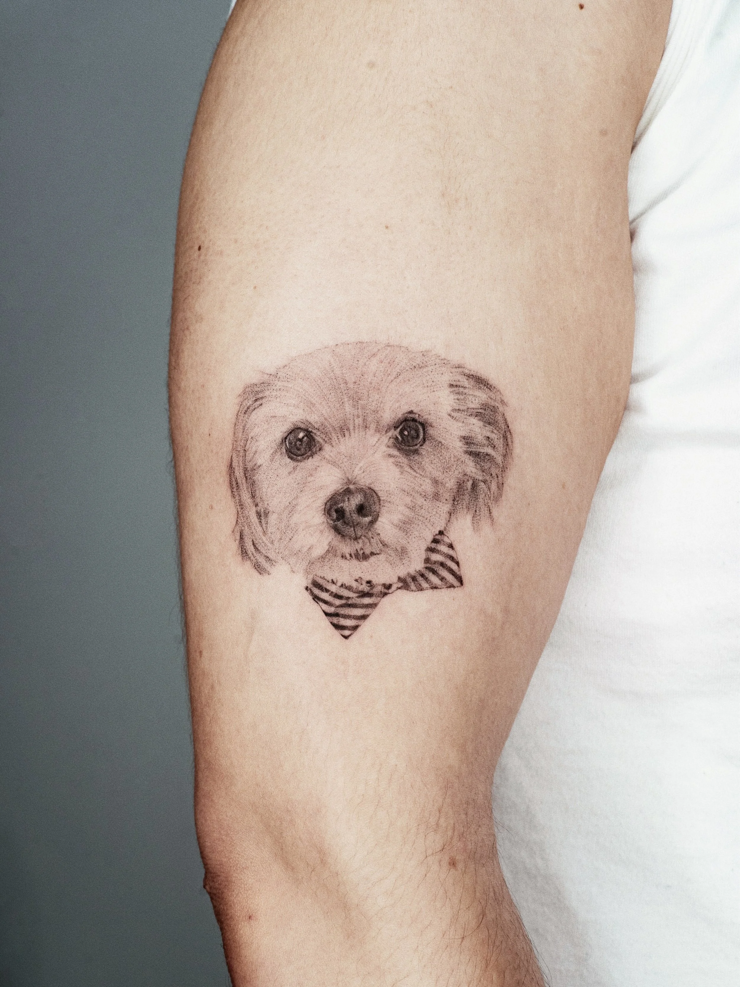 I would like to pat this lil guy 🥹

Thank you all for your trust in these pet portraits. I honestly can&rsquo;t say it enough - I fooking love dogs.

#stenatatts