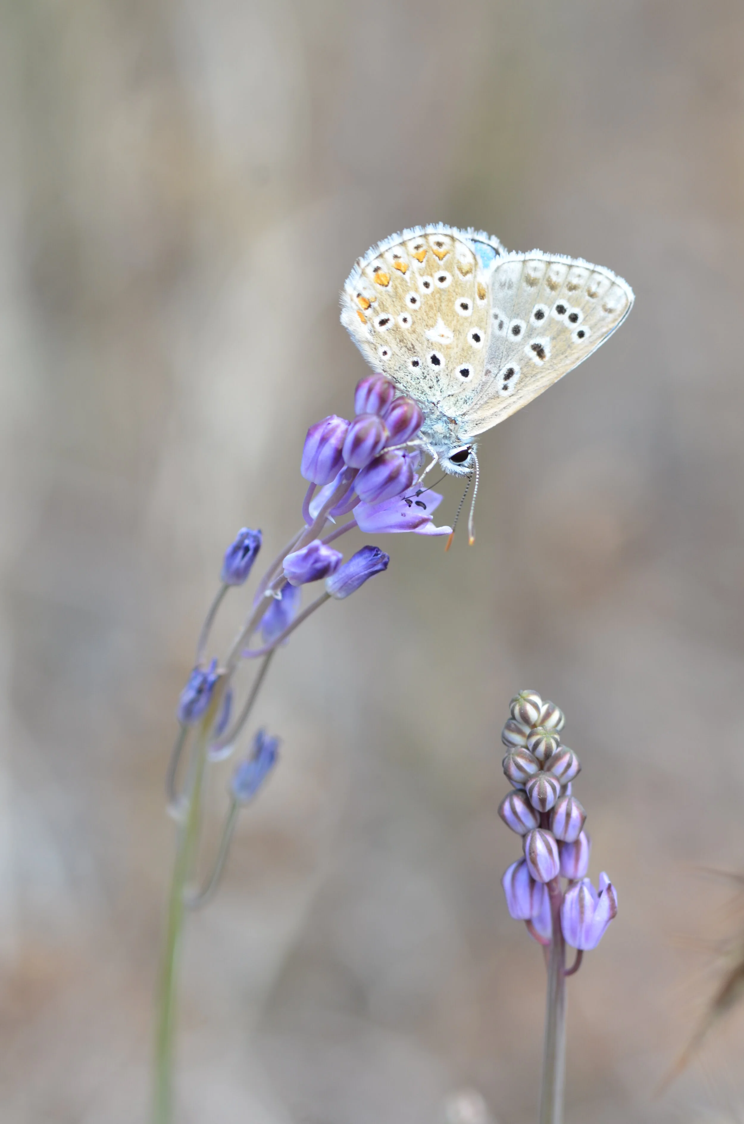 Adonis blue (Belargus)