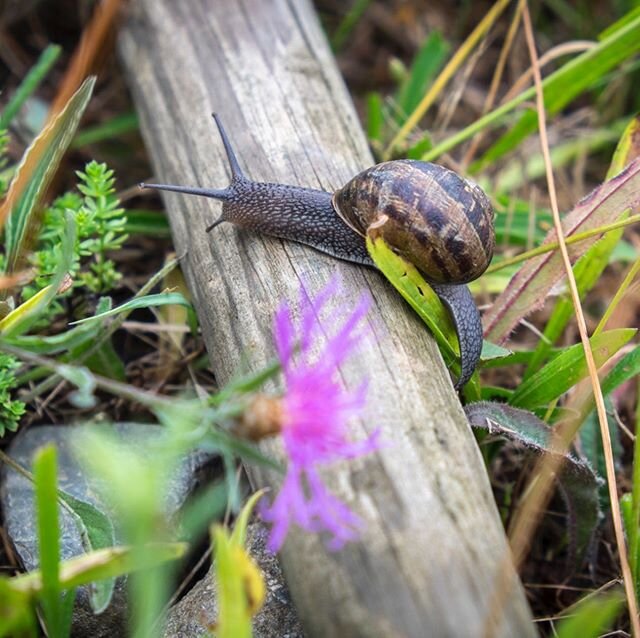 Eloge de la lenteur. Parfois, il n'y a qu'&agrave; se baisser... pour comprendre : reconnectons-nous avec le rythme (lent) de la nature ! Simplement.
.
Slow life. Sometimes you just have to bend down ... to understand: let's reconnect with nature's (