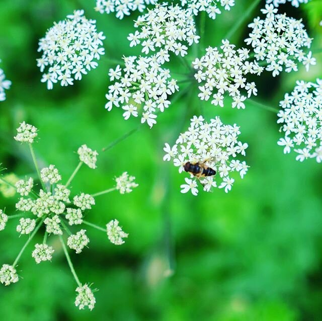 Symbiose. Les paysages angevins sont pr&eacute;serv&eacute;s, et accueillent une r&eacute;elle biodiversit&eacute; animale et v&eacute;g&eacute;tale. Nous &laquo; partageons &raquo; ainsi nos vignes avec les insectes et les plantes, au fil des saison