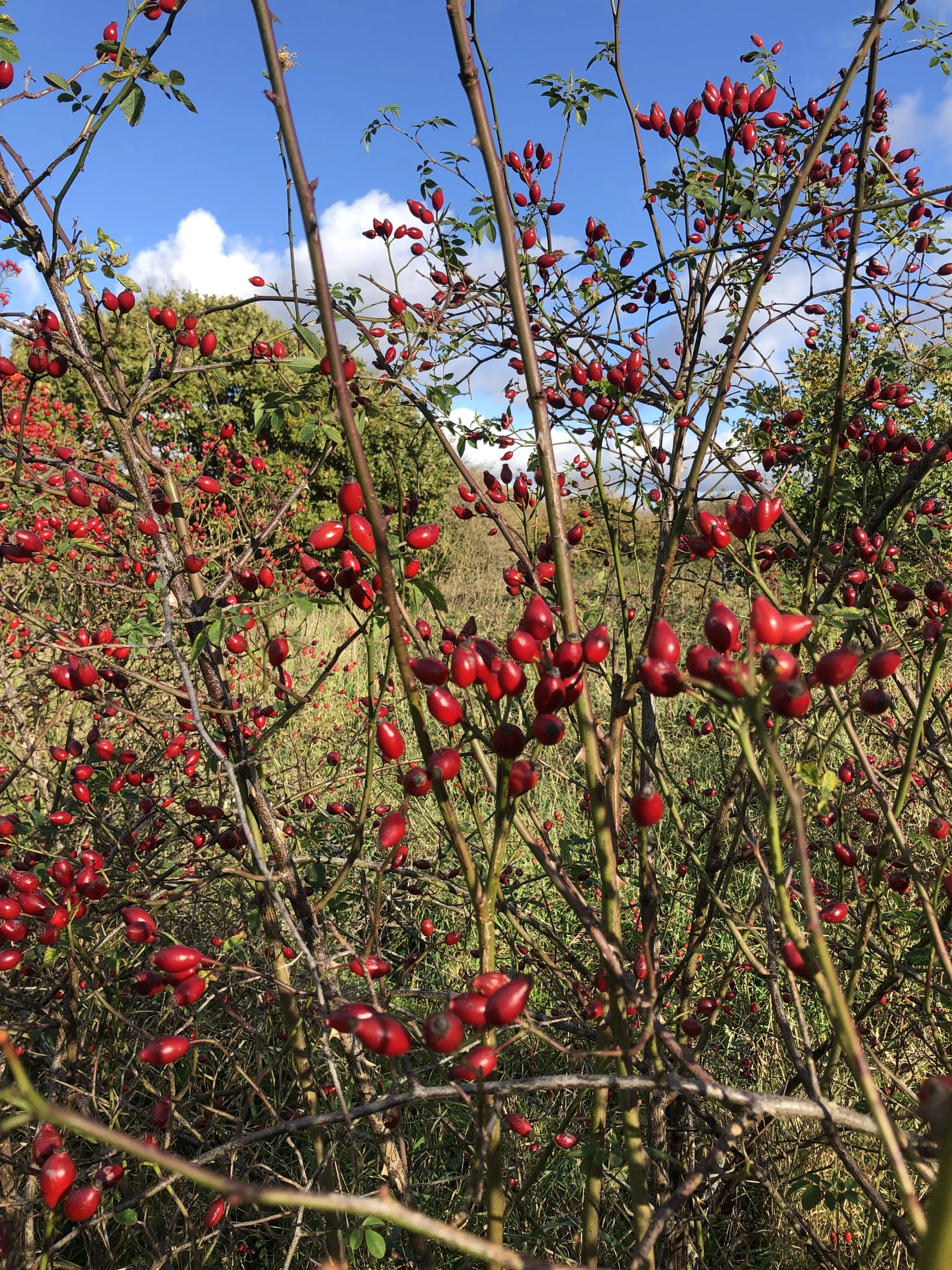Lurgy-busting rosehip syrup recipe 