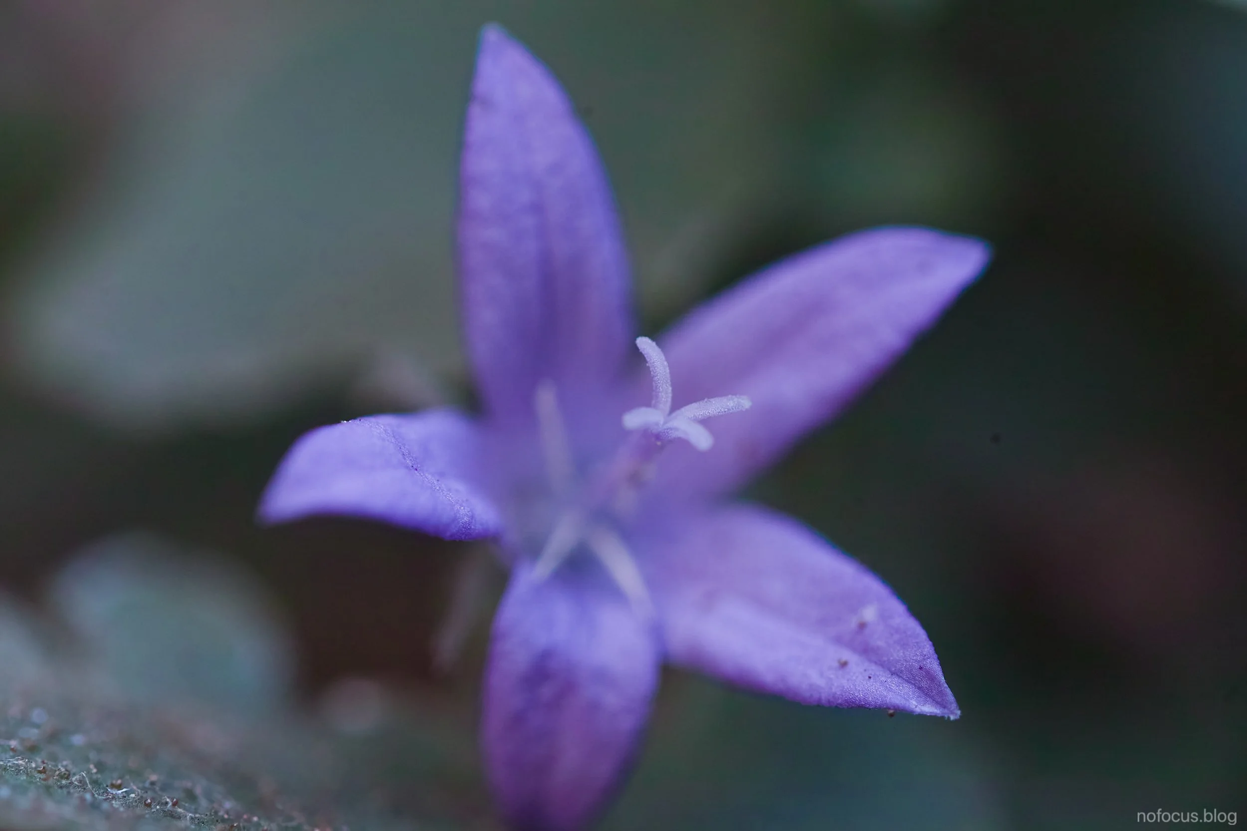 Nikkor 60mm f2.8